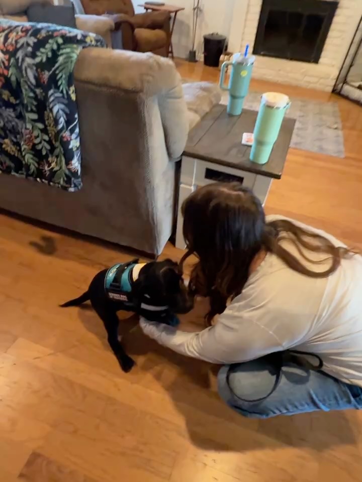 January photo dump - joining the trend.
TYO Sunny tries on his vest for the first time 🧡
Good Dog! grad Mando working with his girl 🦮
Fig flies to his finishing trainer ✈️
Brent SDiT turns one ☝️
Good Dog! grad IndyJo goes to the movies 🍿
Gus SDiT working on public access ☕️
Chance joins the GD! pack 🐾
Dixie demos realities of the TYO 🤣
Honoring Orbit 🤍
Thanks for being here with us.
#AutismServiceDog
#ServiceDog
#AutismParent
#AutismAssistanceDog