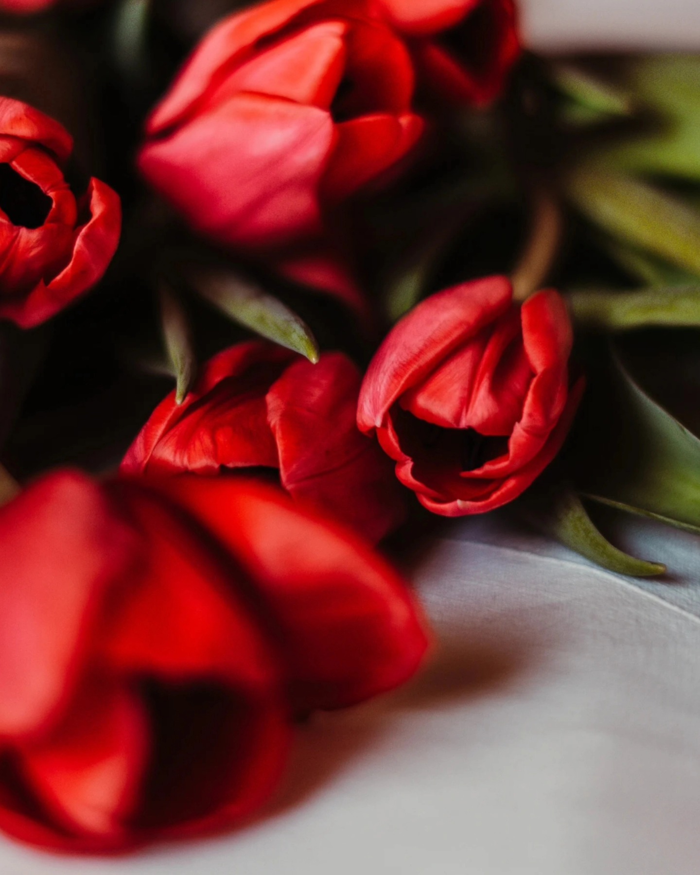 Like the red rose, the red tulip is a symbol of passion and intense love.
It's the ideal flower for a grand declaration of love.
The white tulip, on the other hand, represents a sincere, pure, and idealistic love.
#TulipesRouge #RedFlowers #Passion #Amour #Déclaration #Love