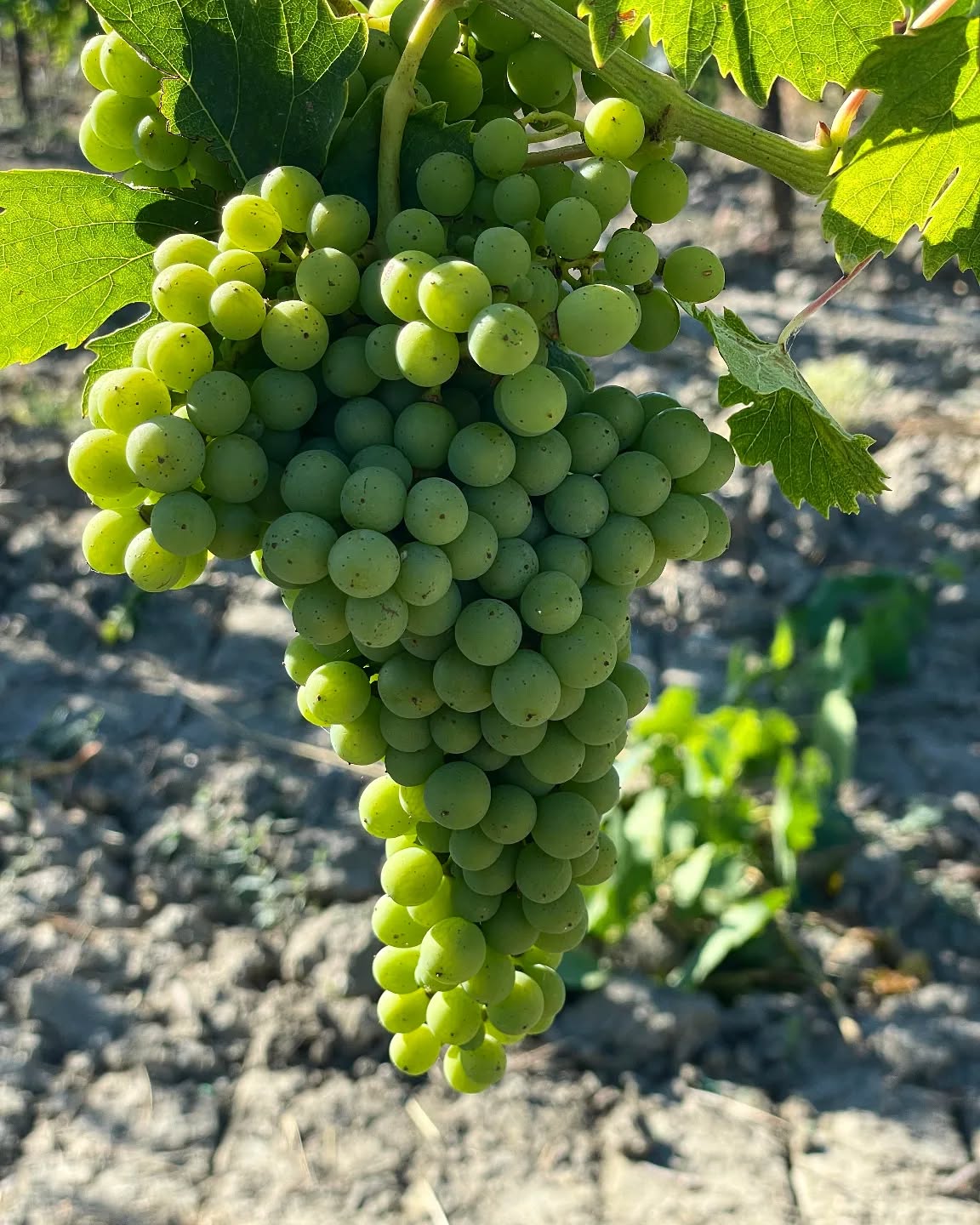 Naturalmente perfetto