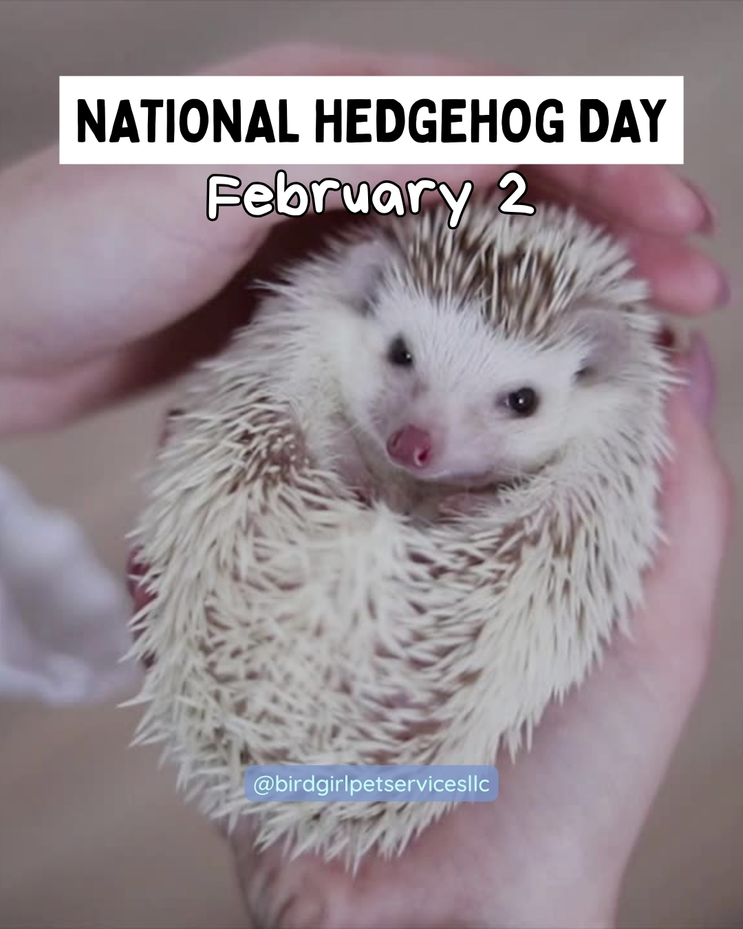 If you’ve never met a hedgehog before, let me tell you… they are tiny, prickly balls of personality.
Night owls, wheel champions, and surprisingly opinionated little creatures.
Hedgehog parents, drop a 🦔 below if this is your pet of choice.
