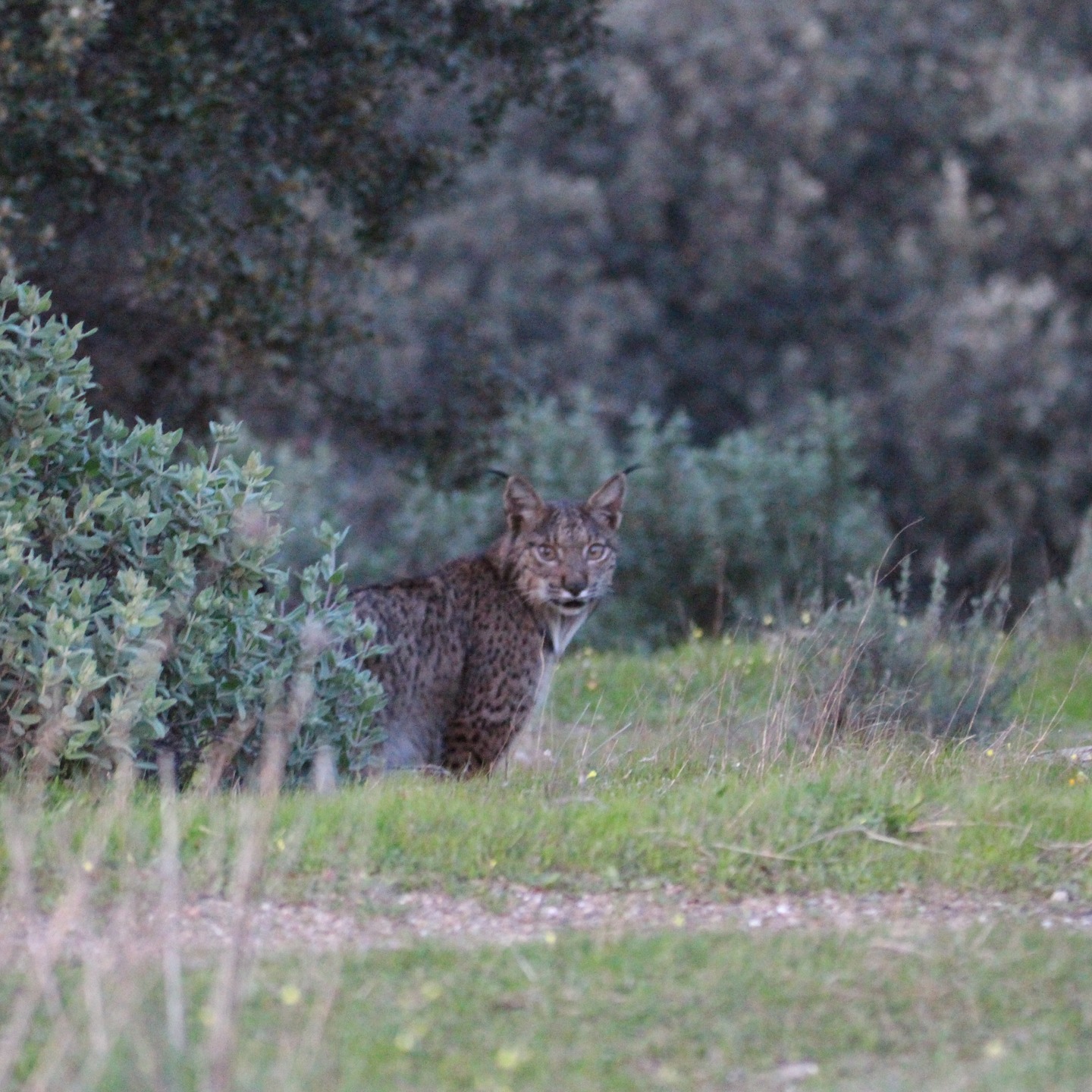 🇪🇸 Hoy hemos tenido la suerte de ver este espectacular lince ibérico en el Valle del Río Guarrizas.
Manteniendo una distancia prudencial se ha dejado fotografiar, pero queremos mostrar cómo es el comportamiento de la gran mayoría de ejemplares que viven salvajes y en libertad, sin ningún tipo de habituación o condicionamiento (y esto no lo hemos leído, es el resumen de más de 10 años de observaciones propias de linces en libertad, algunos condicionados por la alimentación suplementaria que se ha utilizado para recuperar sus poblaciones en España, y otros sin ningún tipo de condicionamiento).
Y la diferencia en la mayoría de los casos es clara.
Aunque existen individuos con mayor tolerancia al ser humano, el patrón etológico más frecuente en la especie es mantener la distancia, minimizar su exposición acercando el vientre y pecho al suelo, y abandonar la zona evitando la interacción.
En el vídeo podéis ver la postura típica donde su cuerpo y sus patas miran hacia el frente para facilitar la huida, cola agachada, mientras observa hacia atrás midiendo la distancia y se aleja.
Este lince ibérico mantiene intactos sus mecanismos naturales de alerta, ya que aun viviendo en un entorno humanizado donde la actividad agrícola y cinegética es habitual, mantiene la distancia a vehículos y personas.
Y así queremos que siga siendo. Larga vida, precioso.
Nos volveremos a ver.
#safari4x4 #linceiberico #ValledelGuarrizas #guíaslocales #safarilinceiberico
www.lyncisecoturismo.com
lyncisecoturismo@gmail.com
(+34) 603 90 74 35