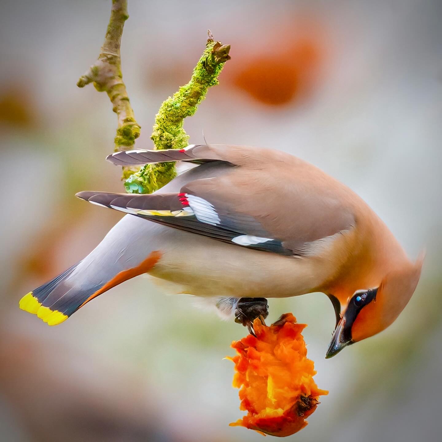 Seltenes Spektakel, auch bei uns Einflug der Seidenschwänze.
Kennst du den „Papagei des Nordens“? 🐦🧡
Das seidig-glänzende Gefieder, leuchtend gelbe und rote Zeichnungen, eine dunkle Augenmaske und der spitze Federschopf machen den Seidenschwanz unverkennbar.
Bei strengem Wetter und knapper Nahrung zieht es ihn aus der Taiga, Nordskandinavien und Russland weiter nach Süden. Da kam ihm unser deutsches Winterwochenende wohl angenehm mild vor.
Und das Nahrungsangebot hat gestimmt: Der Seidenschwanz kann am Tag das Doppelte seines Körpergewichts futtern! 😮 Dank seiner großen Leber verträgt er sogar angegorene Beeren problemlos.
#birdphotography #ig_bestbird #bird_lovers #instabird #birdfreaks