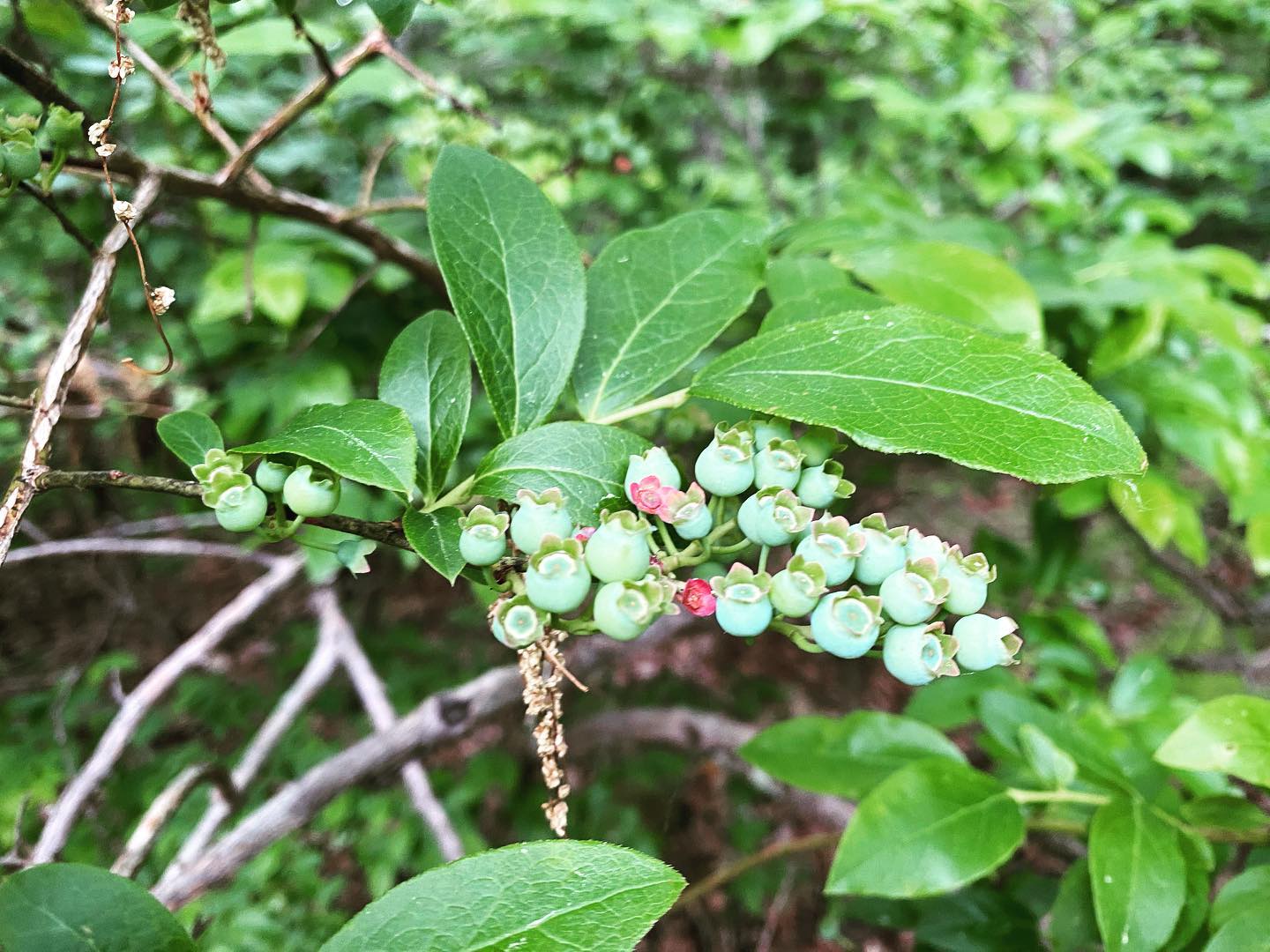 Looks like it will be a bumper year for blueberries! Somewhere in the wilds of the Brookfields, MA