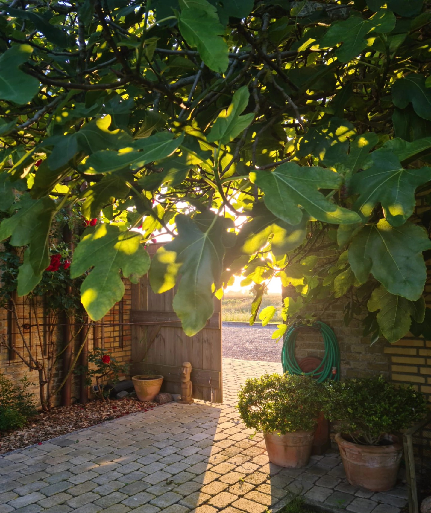 Durch diese Tür geht es in den Garten von unserem 'Haus im Felde'. Und im Sommer ist das allerschönste, vom Parkplatz aus durch die Tür zu gehen, sich eine Feige von einem unserer Feigenbäume zu greifen, hinein zu beißen, in den Garten zu schauen und den Blick bis hin zum Horizont zur Fehmarnsund Brücke schweifen zu lassen. - Glück pur! So kann der Urlaub mit allen Sinnen beginnen!
Through this open door you get in the garden of our 'Haus im Felde' (house inmidst the fields). In summertime the highlight is to arrive from the parking spot through this door, pick a fig from one of our two figtrees, take a bite and a look around in the garden towards the horizon and the bridge of the Fehmarnsund. Pure emotion of luck! That's the way how your holiday can start including all senses!
#hausimfelde
#Ferienwohnung
#ferienappartements
#Albertsdorf
#Fehmarn
#Fehmarnsund
#Ostsee
#ostseeurlaub
#ostseeferien
#sonneninselfehmarn
#angeln
#fahrradtour
#windsurfing
#kitesurfing
#wingfoil
#fischen
#feige
#gluecksgefuehle
#Holidayappartements
#holidayattheocean
#holiday
#balticsea
#schleswig_holstein
#schleswigholstein
#bike
#fish
#fig
#figtree
#luck
#pureluck