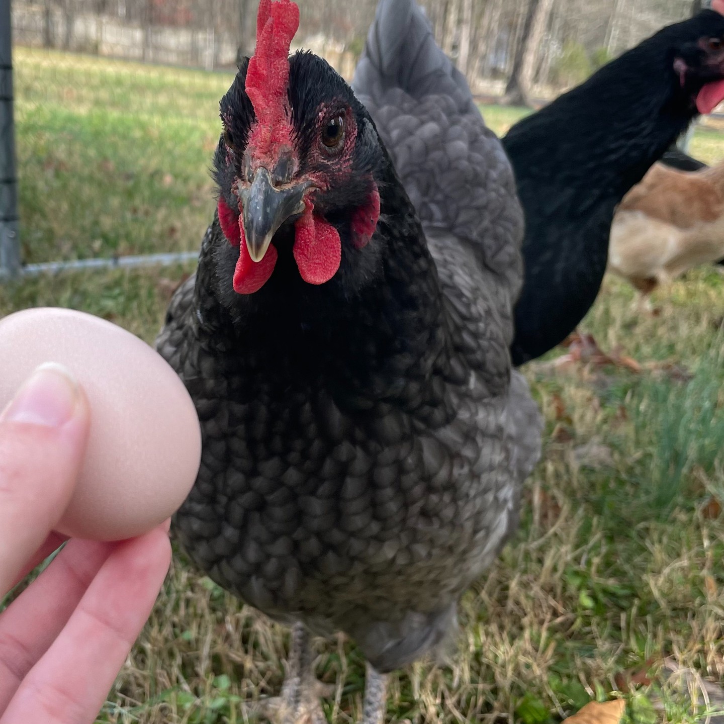 Mumble laid her very first egg todayāon one of the shortest days of the year, no less! šš„
Winter is usually a time when egg production slows down, but her body said, āNope, Iāve got this!ā šŖ
Itās a reminder of just how amazing bodies can be when theyāre cared for.
In eating disorder recovery, we work on appreciating our bodies for all the incredible things they do every day.
So hereās your gentle nudge to be proud of your accomplishments, even if they seem small. š