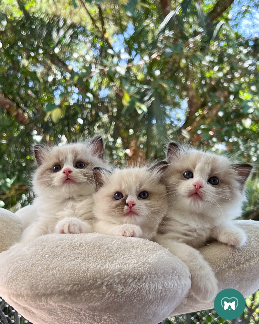 Olha os gatinhos!
Ninhada E4
Pai: Blumenkatzen Dom Perignon
Mãe: Blumenkatzen Flora
🩷 Blumenkatzen Elinor
🩷 Blumenkatzen Emily
💚 Blumenkatzen Elian
#ragdoll #blumenkatzen #ragdollbrasil #gatoragdoll #ragdollkitten