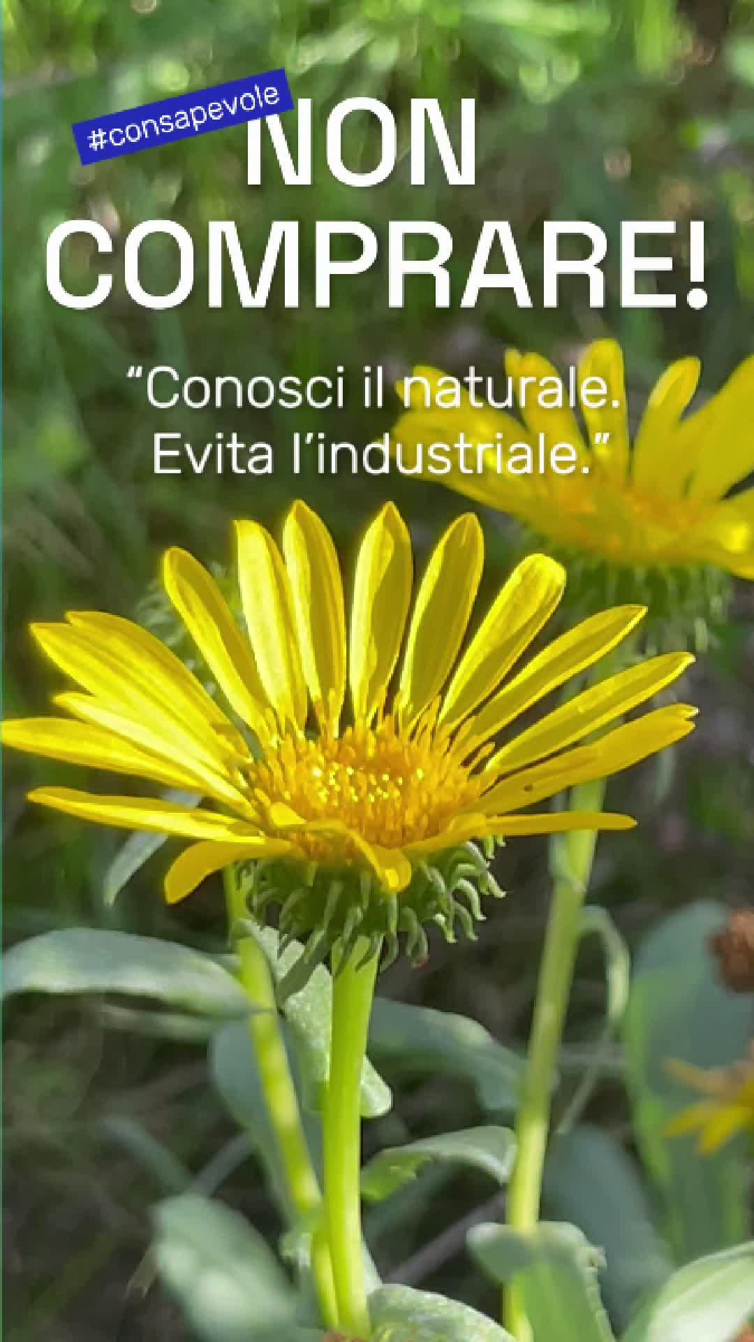 Ogni goccia nasce da tanta cura.
A fine stagione, potiamo la Grindelia, togliendo la parte secca per dare nuova forza alle piante.
Dietro lo sciroppo Oikotuss c’è il lavoro silenzioso di chi si prende cura della terra…
e il volo instancabile delle api, che ci donano il miele bio che lo rende unico 🍯💚
Perché ogni flacone racconta una storia di attenzione, natura e rispetto.
Scopri di più sullo sciroppo sul sito www.oikosapicoltura.com
#benesserenaturale #oikosapicoltura #mielebioitaliano #sciroppoperlatosse #sciroppobio #oikotuss #rimedinaturali #influenza #tosse #maldigola #beenessere