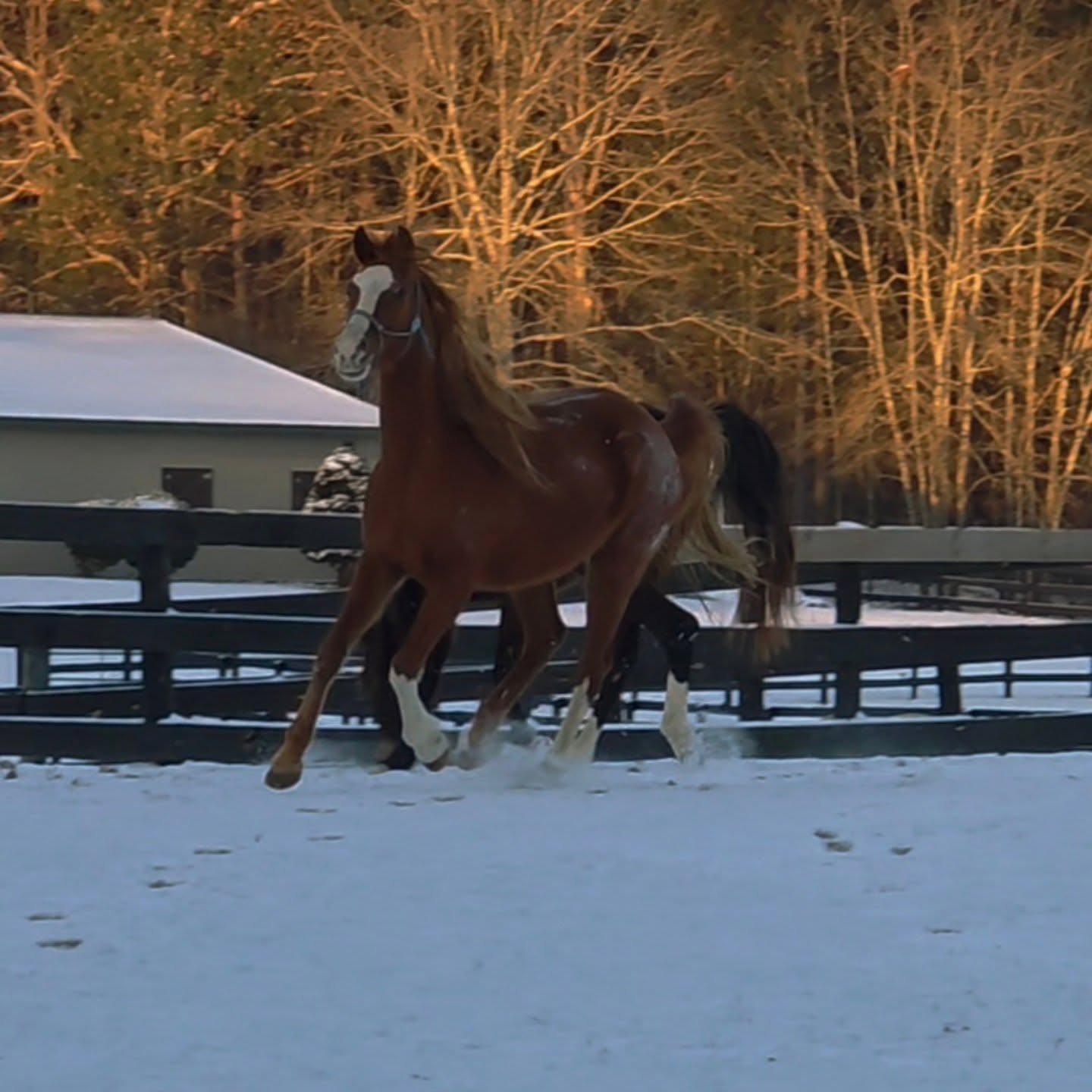 We rarely get actual snow down here and most of the time when we do it melts by the afternoon. But we got snow snow yesterday and through the night, and while I hate the cold, waking up to a blanket of bright fluffy snow always seems to bring out an uplifting and playful side of me. And it seems to do the same for the animals too. Everyone was eager to roll and play in the snow this morning 🥰.
With how heavy so much seems to be, a moment of lightness is appreciated by all of us 💗