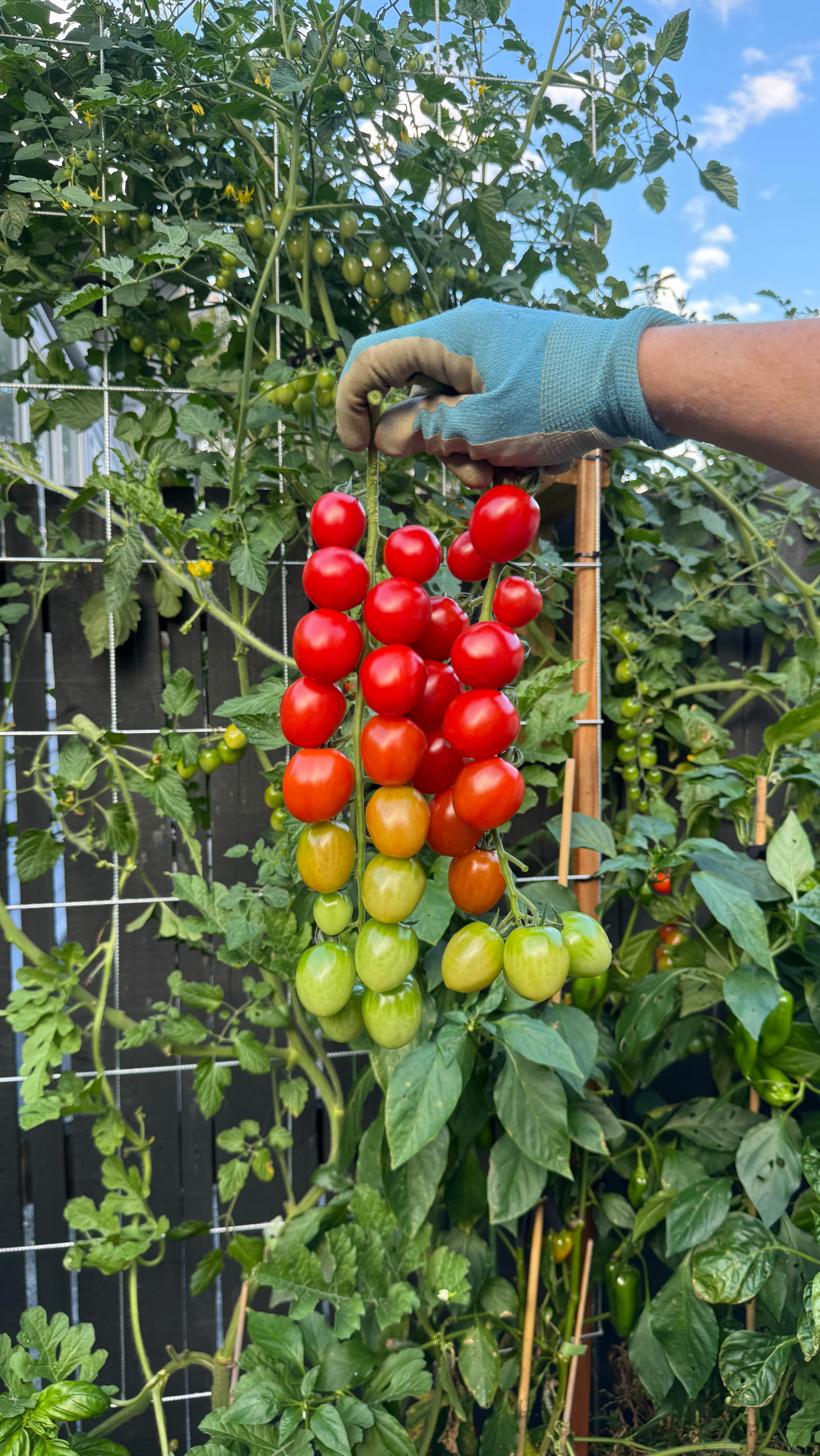 Tomatoes 🍅 Let the entire Rapunzel truss ripen, roast with garlic in one go, and throw it on the pasta.
Simple & Tastes unreal
Growing in @wickingbedsnz & powered by @tuigardenandhome