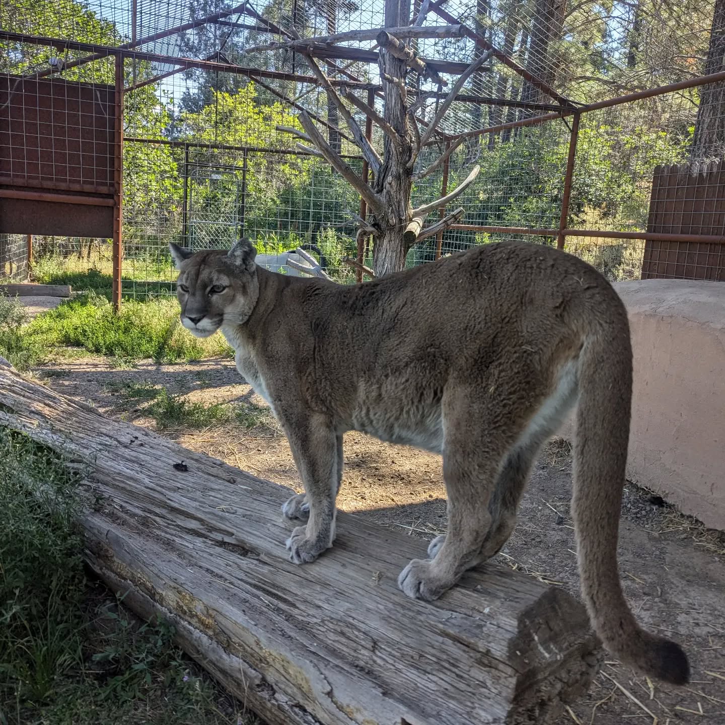 Trying to beat the heat in the shade on this hot day. If the 3:00 p.m. tour is too hot for you join us earlier in the day! Bring an umbrella and a water bottle and take your time! ❤️ #rmwpark #willowthemountainlion #cougar