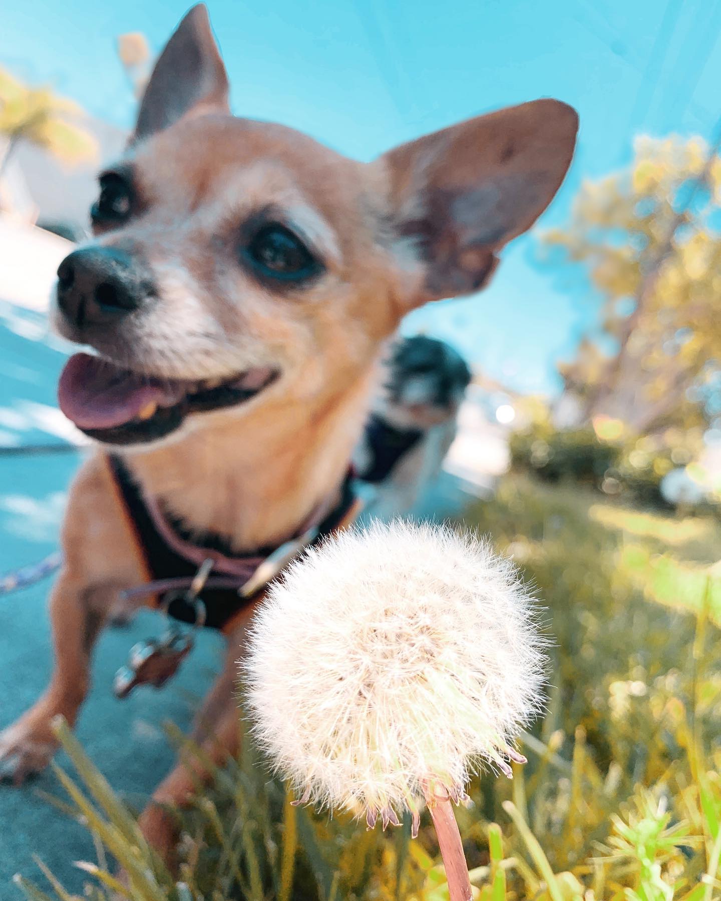 Perfect day to borrow eight different dogs for eight different outdoor walks and trainings 🐾 ☀️ Here’s Button making a wish on a dandelion that I bend down far enough to take her pic that her treats fall out of my pocket 🍬