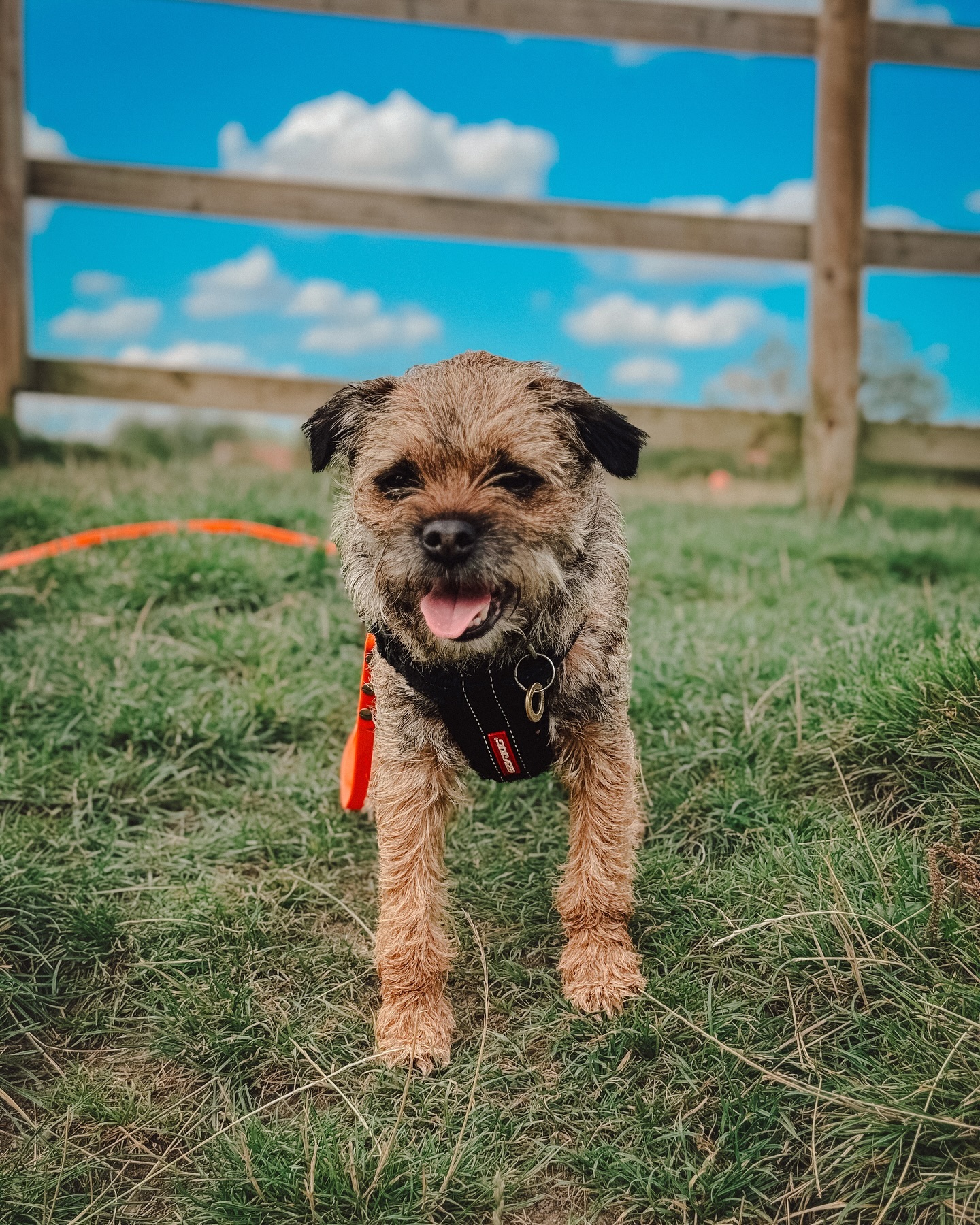 Cute little Arthur with his button nose 🧡.
.
.
.
.
#dog_features #dogsofinstaworld #dogs_of_instagram #dogoftheday #dogsofinstagram #dogstagram #doglover #dog #dogs #doggy #doggo #doge #doggies #doggie #cute #dogwalker #dogwalking #norwichdogwalker #dogwalkernorwich #norwich #norfolk #dogpark #border terrier #borderterriersofinstagram