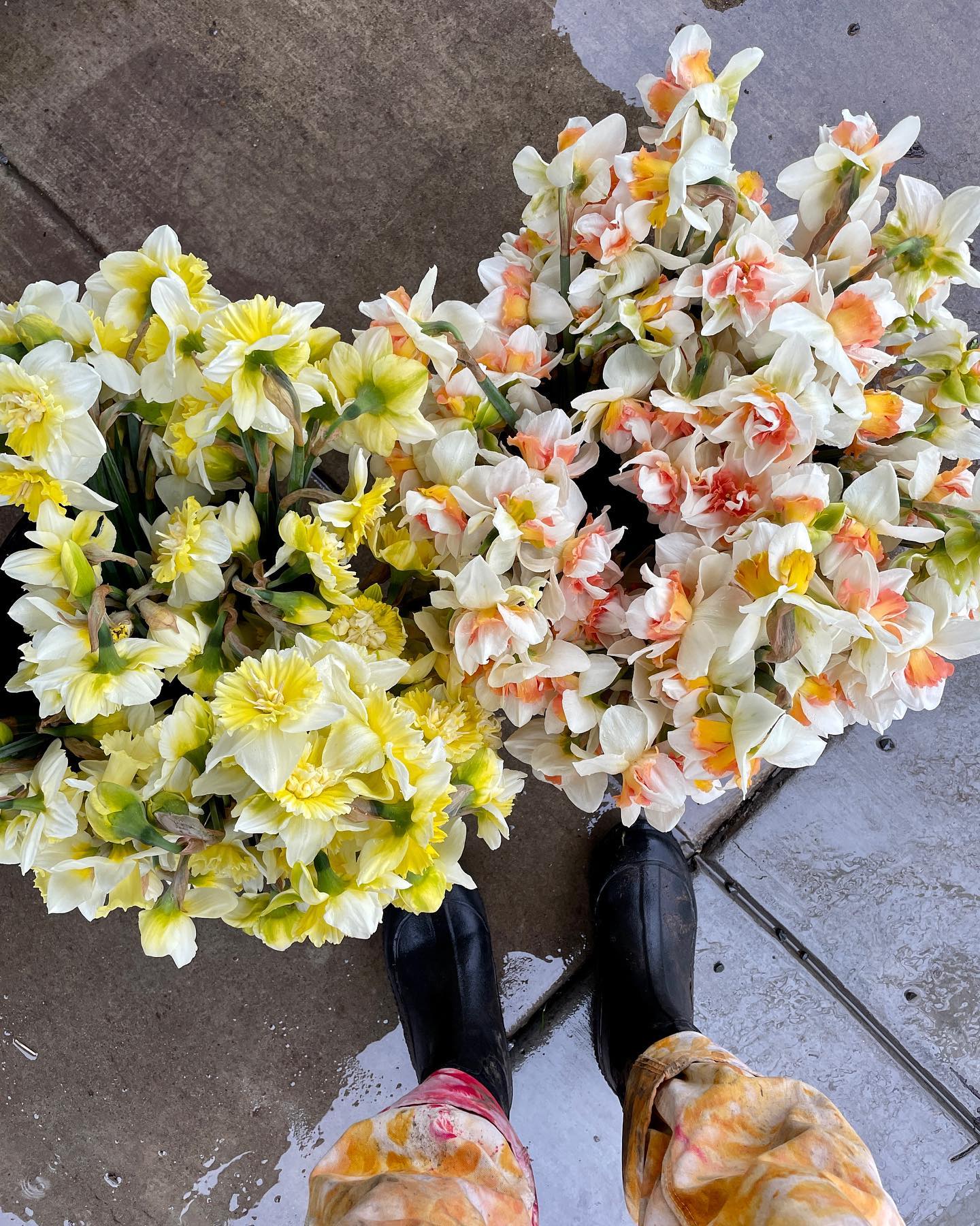 Both flowers and humans are LIVING for this dose of Vitamin D! Praising the rain deities for this heavenly break. āļø