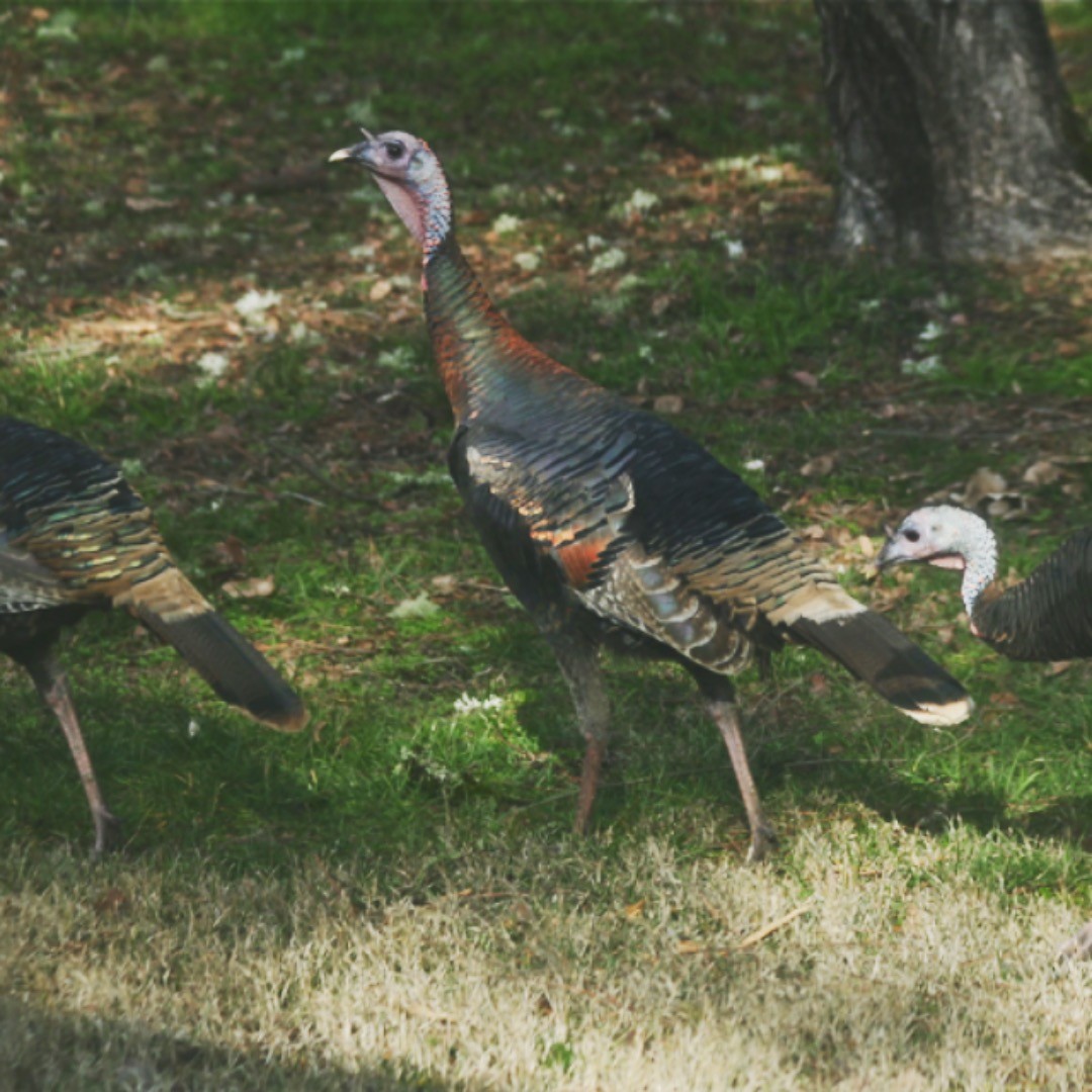Happy Friday! The local turkeys are enjoying a peaceful morning at camp.
#camplotus #southforkamericanriver #colomalotus #california #exploreeldorado #campground #camplife #riverlove #wildturkey #wildlife #wildlifephotography