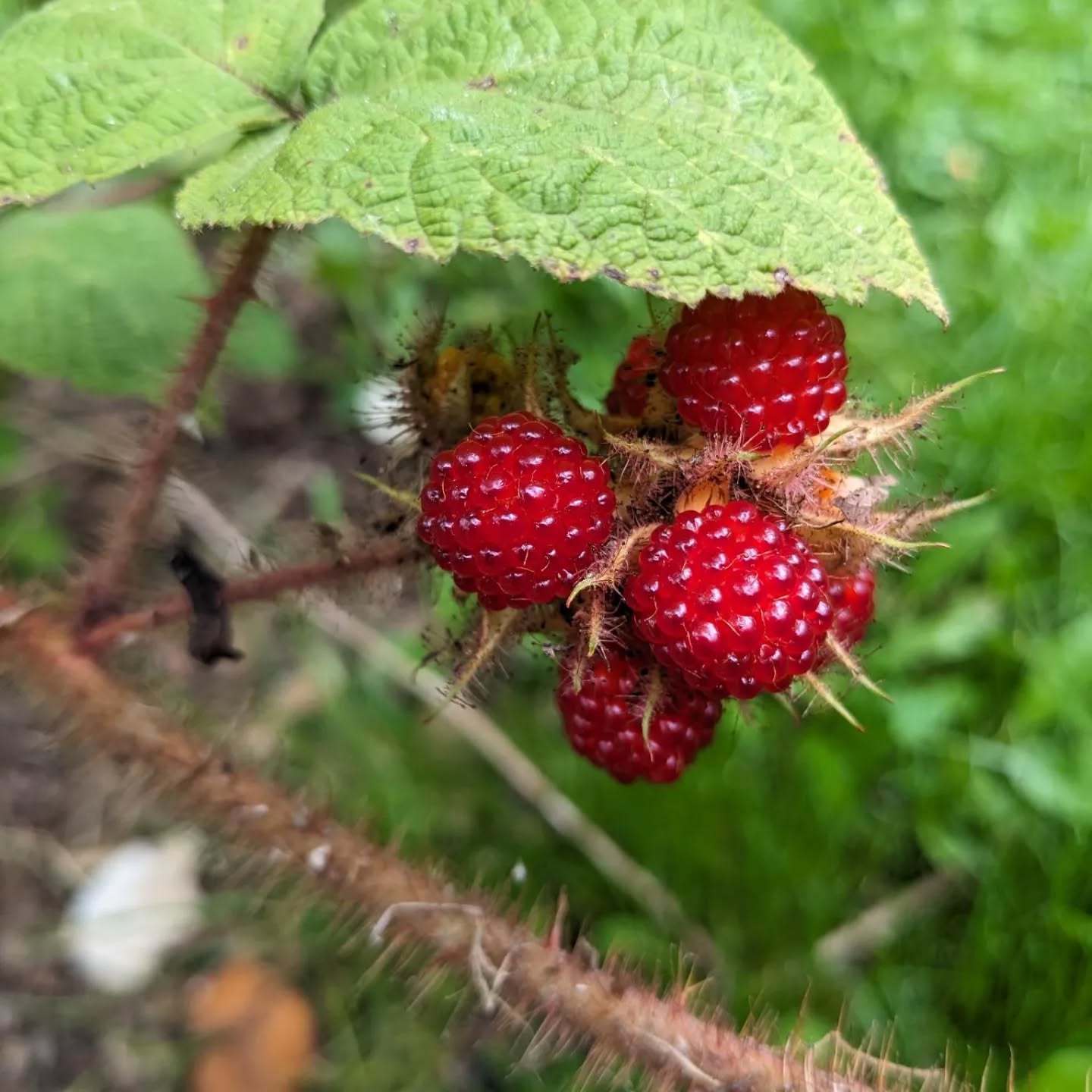 Een ode aan de Japanse wijnbes
Niemand kent jou, iedereen loopt je zomaar voorbij. Dit verdien je niet!
Je was weer prachtig dit jaar, van een schoonheid die me overdonderd.
Een plant die stekelig van zich afbijt maar met zijn zachtheid je uitnodigt om te genieten van zijn complexe smaak.
Een kleine, fijne maar toch stevige bes. Met haar speelse vormen en Helle rode kleur die vragen om geplukt te worden.
Het einde is in zicht, kom nog snel langs voor ze weer een jaar op zich laat wachten.
*HDM*
☀️☀️☀️