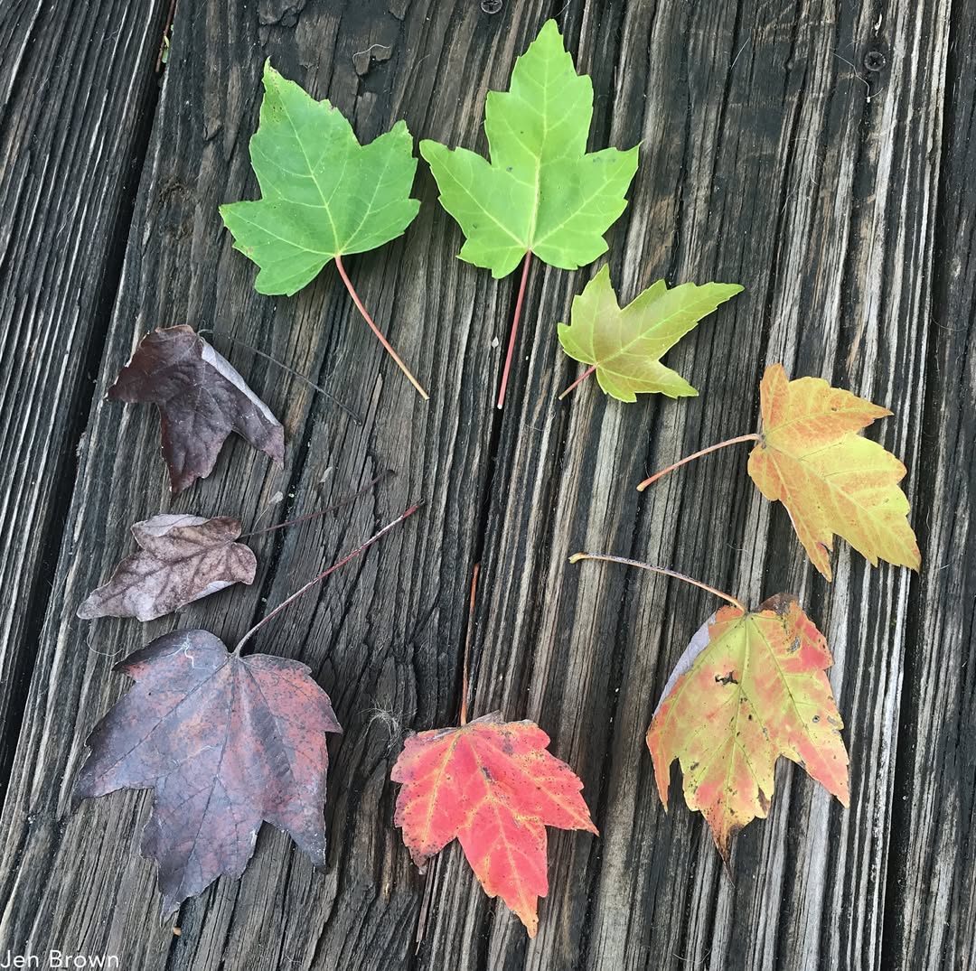 Jennifer Brown can trace the creative origins of Into Nature Films (INF) to a 3rd grade homework assignment. Her teacher in North Dakota assigned the class to collect Fall leaves and create something. This is her first memory combining joy, art, and nature. That work continues today in each INF project.
On Sunday, Jennifer led a hour-long nature film workshop via Zoom with Girls Scouts in Oregon. The Girls Scouts learned how to make a nature film using a backyard squirrel as an example. Jennifer encouraged the girls to meet life’s challenges and be persistent. There was also a brief discussion on how to overcome fear of snakes. Before their goodbyes, one girl showed her new art project: A vivid composition of Fall leaves traced with crayons.
Creating art and being in nature is a lifelong gift from parent and teacher to child. Nature is life. Pass it on.