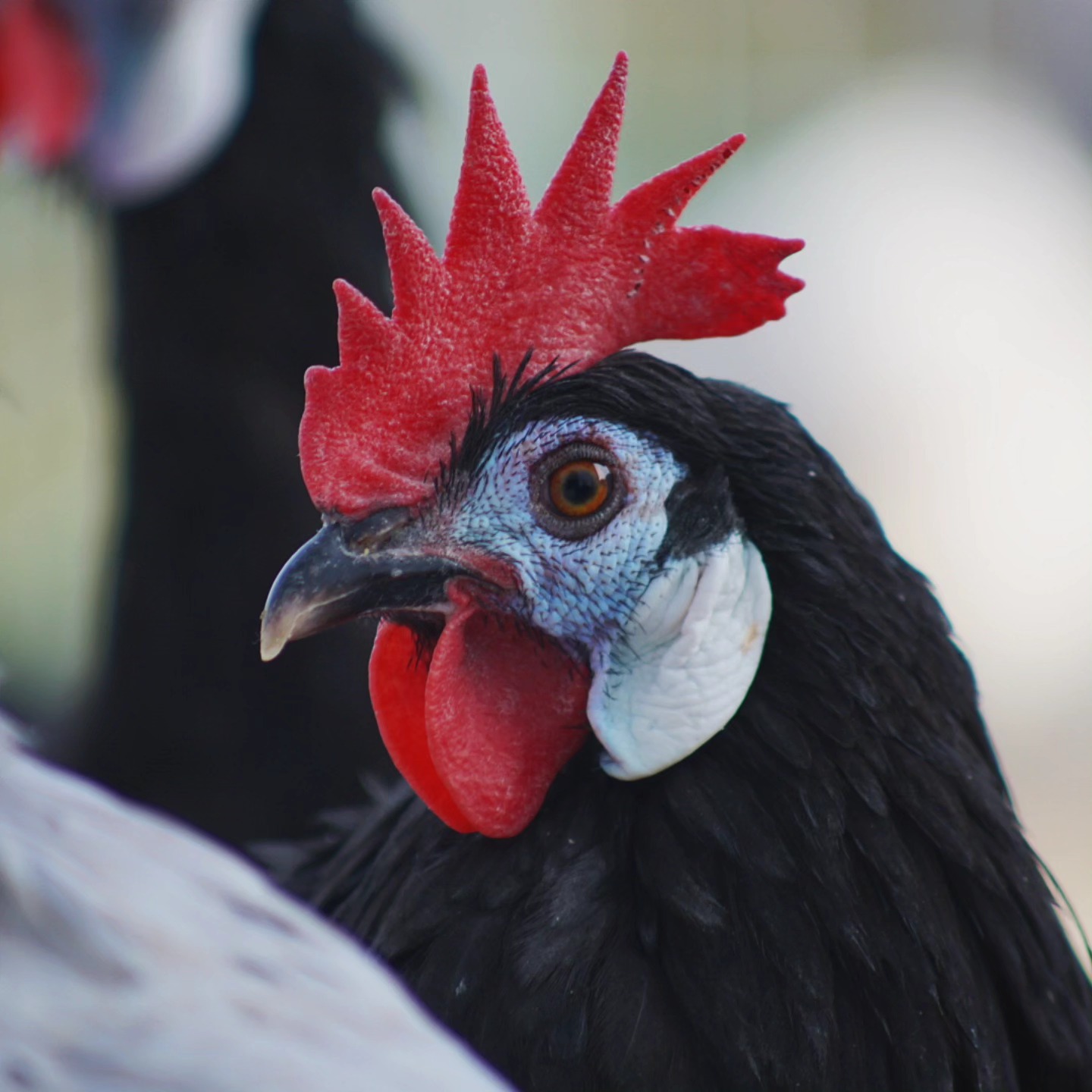 Einen schönen Sonntag. ✨
_____________________________________________
𝗩𝗲𝗿𝗳ü𝗴𝗯𝗮𝗿: Bruteier 🐣, Küken 🐥, Junghennen 🐓.
𝗙𝗮𝗿𝗯𝘀𝗰𝗵𝗹ä𝗴𝗲: schwarz, splash, weiß und blau.
𝗵𝘁𝘁𝗽𝘀://𝘄𝘄𝘄.𝗯𝗿𝗼𝗵𝗼𝗹𝗺𝗲𝗿-𝘇𝘂𝗰𝗵𝘁.𝗰𝗼𝗺/𝘀𝗽𝗮𝗻𝗶𝗲𝗿
Instagram & TikTok @huehnerwelt_rauch
Facebook @rauchs_huehnerwelt
_____________________________________________
Liebe Grüße
Euer Gabriel von Rauchs Hühnerwelt
#spanishwhiteface #poultry #chickenfarm #blackchicken #bruteier #hatching #chickenfarming #eggs #black #happywachtel #blackchicken #crazychickenpeople #spanishwhitefacechicken #spanier #spanishchicken #chickenphotography #chicken #chickenkeeping #chickenlove #clown #clowngesicht #clownchick #animals #lovemyanimals #whitefacedblackspanishbantam #hühnerfutter #whitefacedblackspanish #hühnerstall #hühner #Rauchshuehnerwelt