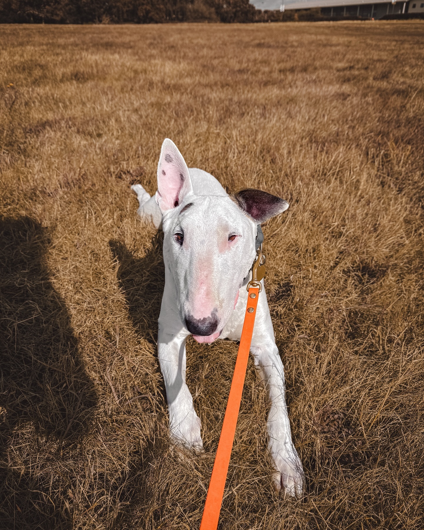 New boy Riley joined the gang this week!.
.
.
.
.
#dog_features #dogsofinstaworld #dogs_of_instagram #dogoftheday #dogsofinstagram #dogstagram #doglover #dog #dogs #doggy #doggo #doge #doggies #doggie #cute #dogwalker #dogwalking #norwichdogwalker #dogwalkernorwich #norwich #norfolk #dogpark #bullterrier