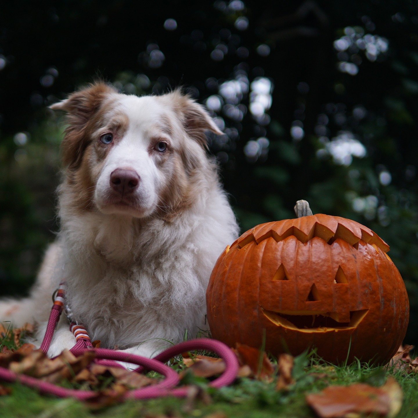 Happy Halloween an alle Spürnasen und Geisterjäger! 🎃👻🐾
#happyhalloween
#ʜᴀʟʟᴏᴡᴇᴇɴ2024
#hundeleinenmitstil
#tauleinenfürhunde
#hundeleinen
#hundefotografie
#hundebeiträge
#aussi
#aussiliebe
#ausstralienshepherd
#halloweenkürbis
#wunschleinen
