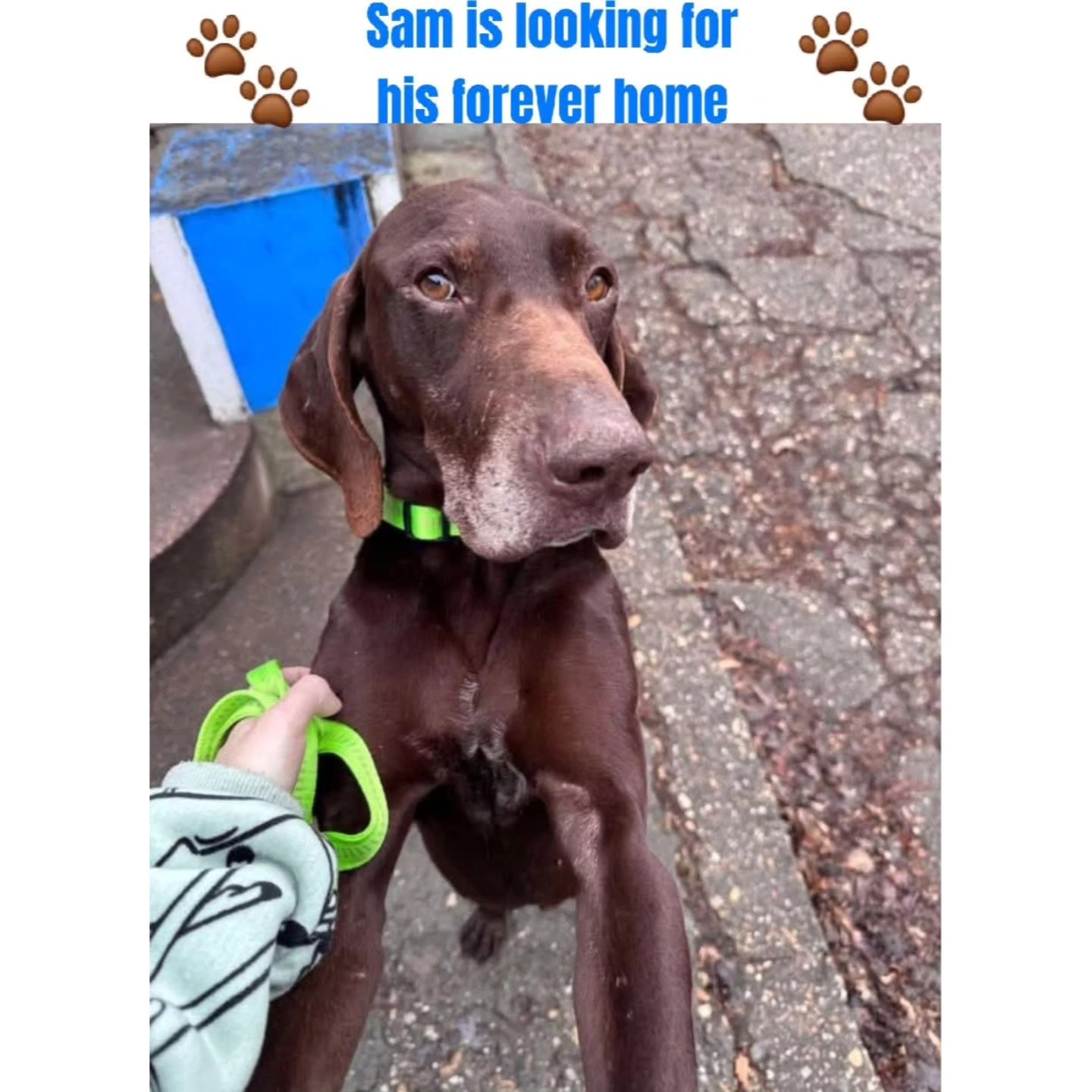 Thank you very much for your contribution
❤️🐾Solvis
€20,00
❤️🐾Monigue Voeten
€51,18
❤️🐾Jeanette Becker
€25,59
❤️🐾 Rene Neuburger
€5,12
❤️🐾Tanja Enneking
€25,59
❤️🐾Caroline Roels
€10,26
❤️🐾 Ans Flier
€15,39
❤️🐾Natascha van Dam
€10,00
❤️🐾Amanda Ostman
€5,50
❤️🐾Mariah Connerley
€10,70
❤️🐾Marian Priem
€5,13
❤️🐾Anonymous donor
€16,31
❤️🐾Carlijn & Bliss Van Cronenberg
€10,24
❤️🐾Anonymous donor
€102,88
❤️🐾Freya Ruiter
€7,68
❤️🐾Danielle Mertens
€10,00
❤️🐾Fenja Bosman
€5,13
❤️🐾Conny Neuburger
€5,13
❤️🐾Anita Post
€10,24
❤️🐾Maaike Aal
€25,65
❤️🐾Anonymous donor
€25,59
❤️🐾Tom van de velde
€25,73
❤️🐾Joop and Riet Priem
€5,13
❤️🐾 Rocky Flux
€10,29
❤️🐾Minette Jacobs
€25,65
❤️🐾 Vanja Boltek
€10,66
We appreciate your wholehearted support💝
Contact via email: gsprescuehr@gmail.com
Website: https://www.gsprescuehr.com/nl/contact.
#dontshopadopt#gspoftheday #gspcommunity#germanshorthairedpointerlovers #germanshorthairedpointerlovers #pointerlovers #gspcommunity #pointerlove #germanshorthairedpointer #birddog #pointersofinstagram #gsprescue #gspworld #gsp #gsplife #gsploverig #gsplovers #gspsofinstagram #gspuniverse @lydia_lidach #rescuedog #rescuedogsofinstagram #rescuedismyfavoritebreed#deutschkurzhaar