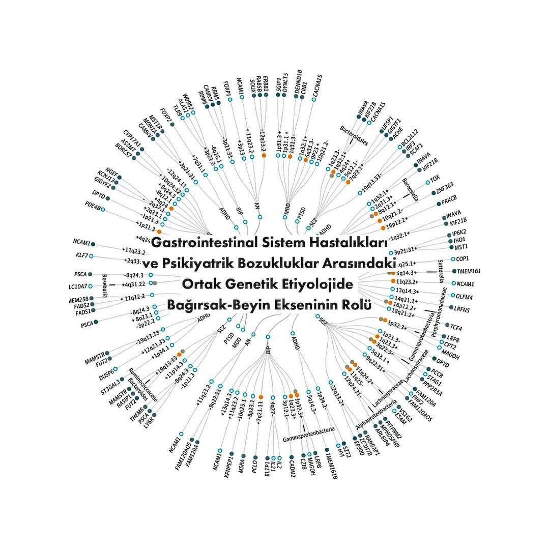 Araştırmacılar, irritabl bağırsak sendromunun bağırsak-beyin etkileşimi bozukluğundan kaynaklandığı konusunda genellikle hemfikirdir.
Bu bulgular, JAMApsych dergiside yayınlanan genom çapında pleiotropik bir ilişkilendirme çalışmasından elde edilmiştir. Çalışmadaki amaç gastrointestinal hastalıklar ve psikiyatrik bozukluklar arasındaki ortak genetik etiyolojiyi anlamak.
Çift yönlü mendelian randomizasyon analizi, gastrointestinal hastalıkları ile psikiyatrik bozukluklar arasında 11 anlamlı pozitif ilişki bulmuştur. Ayrıca, paylaşılan genetik belirleyiciler TH1, TH2 ve TH17 hücre farklılaşma yolları arasındaki ortak biyolojik yolları yansıtarak bağırsak hastalığı ile şizofreni, bipolar ve anoreksiya arasındaki bağlantıları vurgulamıştır.
Genel olarak bu çalışma, gastrointestinal sistem hastalıkları ve psikiyatrik bozukluklar arasındaki genetik korelasyon ve örtüşmeye dair güçlü kanıtlar sunmaktadır. Bu durum, bu hastalıkların hedeflerine yönelik yeni müdahaleler ve tedaviler için bir anlayış ve potansiyel bir yol sağlamaktadır.
doi:10.1001/jamapsychiatry.2022.4974