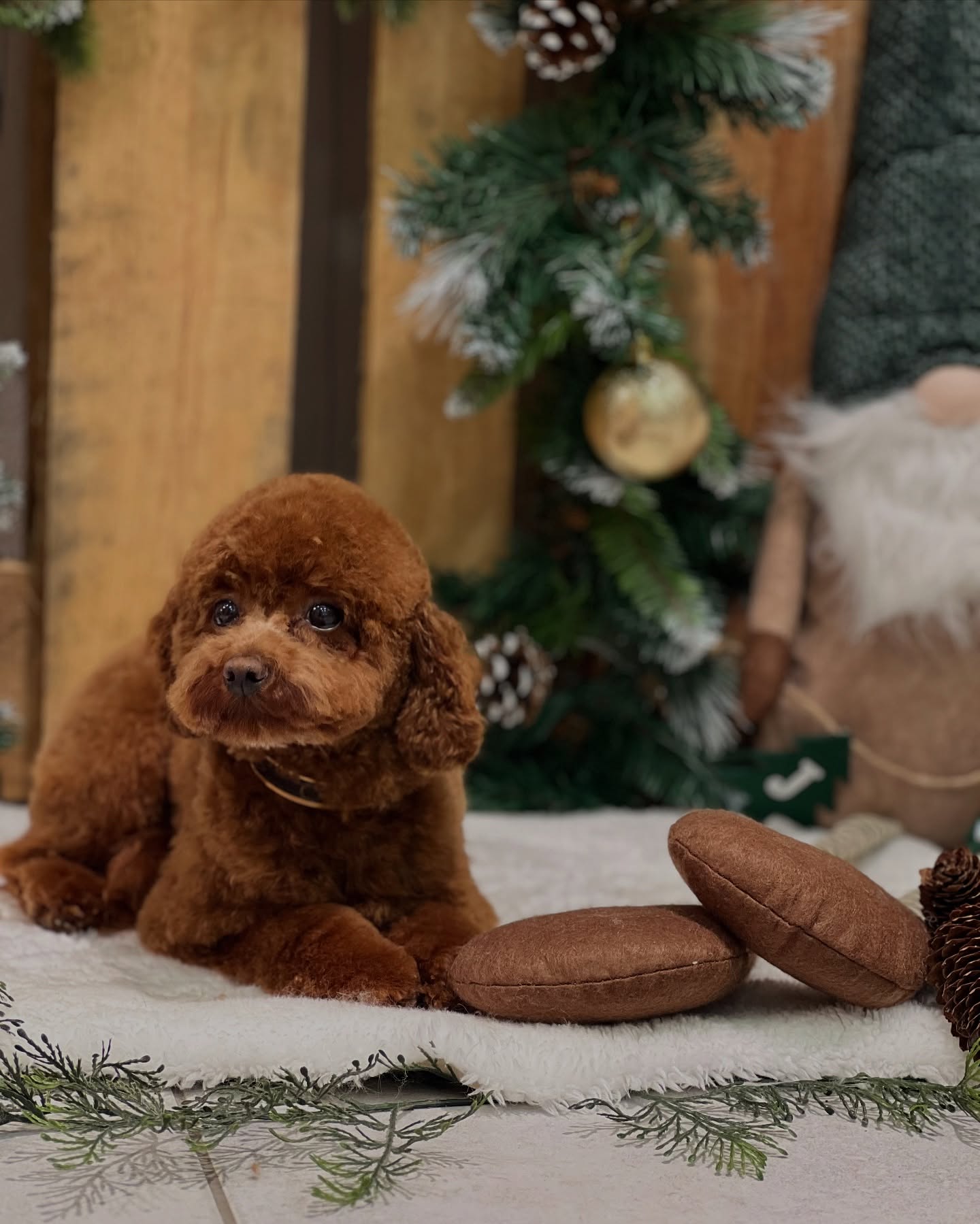 Rosie kleine Maus ❤️
#jelenashundesalon #münchen #feldmoching #hundesalon #hundesalonfeldmoching #bayern #bayernmunich #germany #deutschland #hund #hunde #hundeliebe #hundefotografie #hundepflegen #hundeportrait #dog #dogsofinstagram #dogs #dogoftheday #doglife #pet #petlovers #groomer #grooming #pudel #poodle #christmas #weihnachten