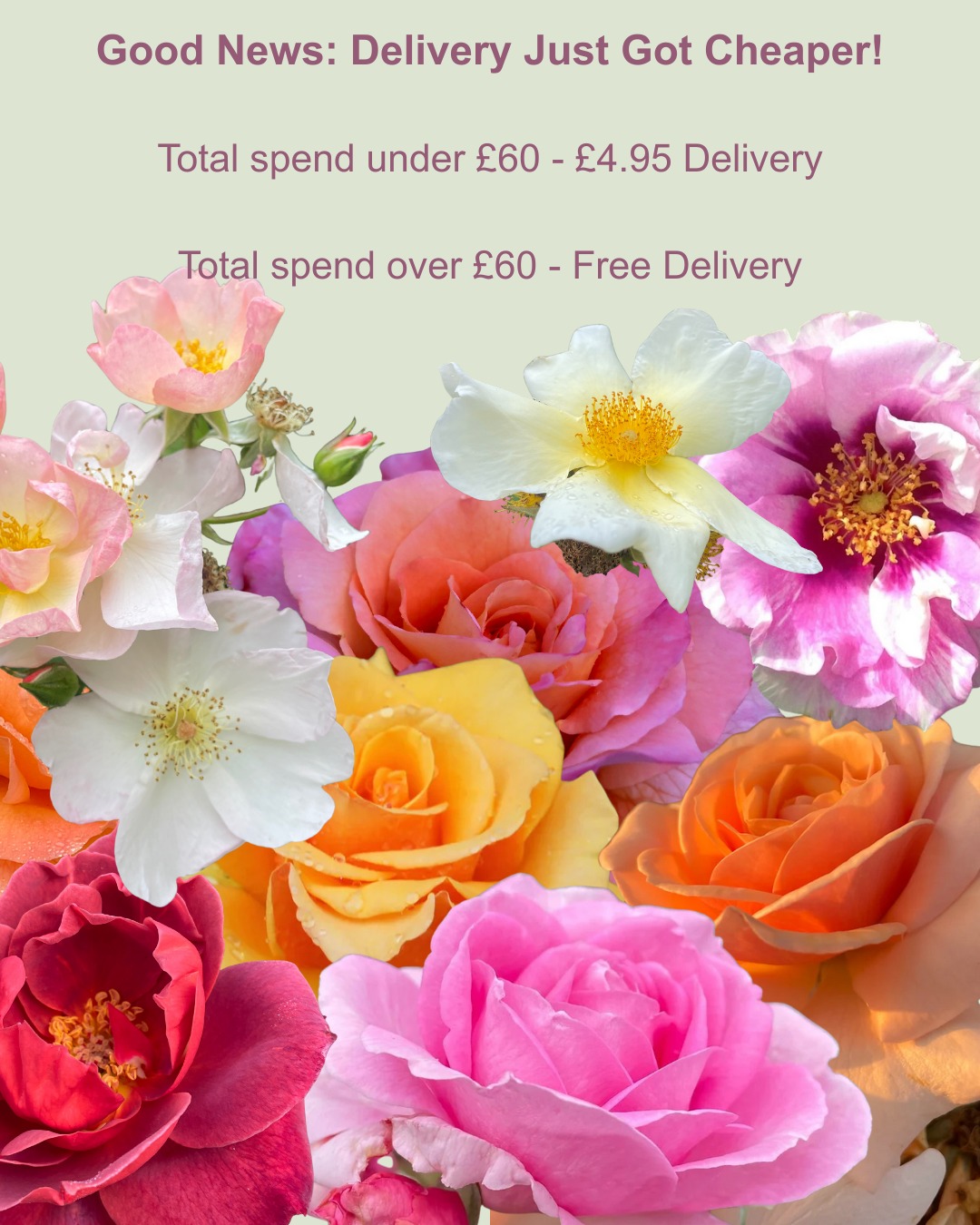 We've been working hard for years to bring our delivery prices down, and we've finally cracked it! You can now order your roses without a surprise at checkout. All prices are automatically applied at checkout. And don't worry, our delivery will still be super speedy!
All roses cut out from photos taken at our nursery, from left to right, top to bottom: Open Arms, Rachel, Mermaid, Eyes for you, Golden Beauty, Sweet Honey, Hot Chocolate, Mum in a Million.
Head over to our website now to pick up one of your favourites!
#rose #rosenursery #fragrantrose #rosegift