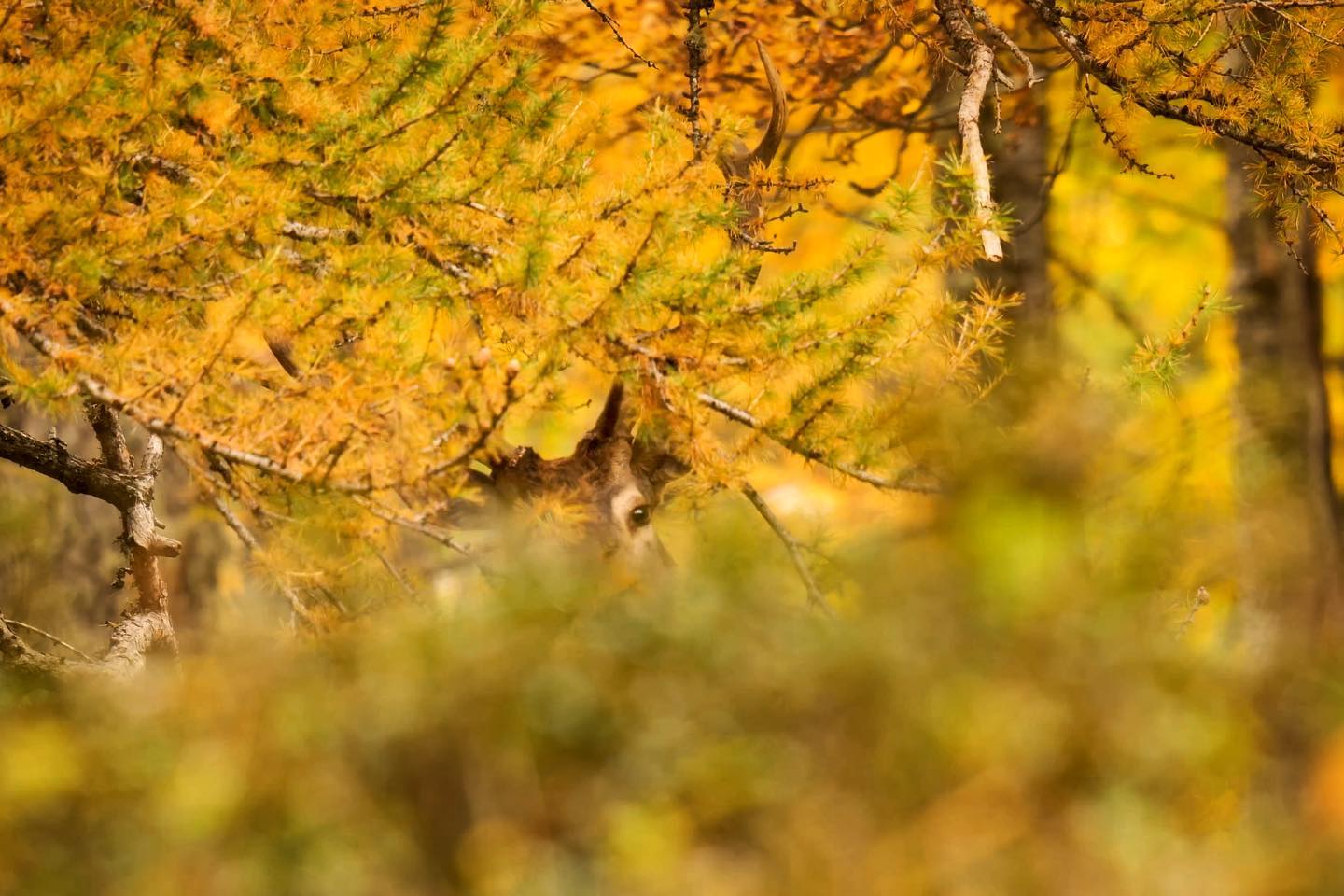 Se sentir observé 👁️
#cerf #animals #automne #color #orange #wild #november #natgeoyourshot #natgeofr #lumixfr #photography