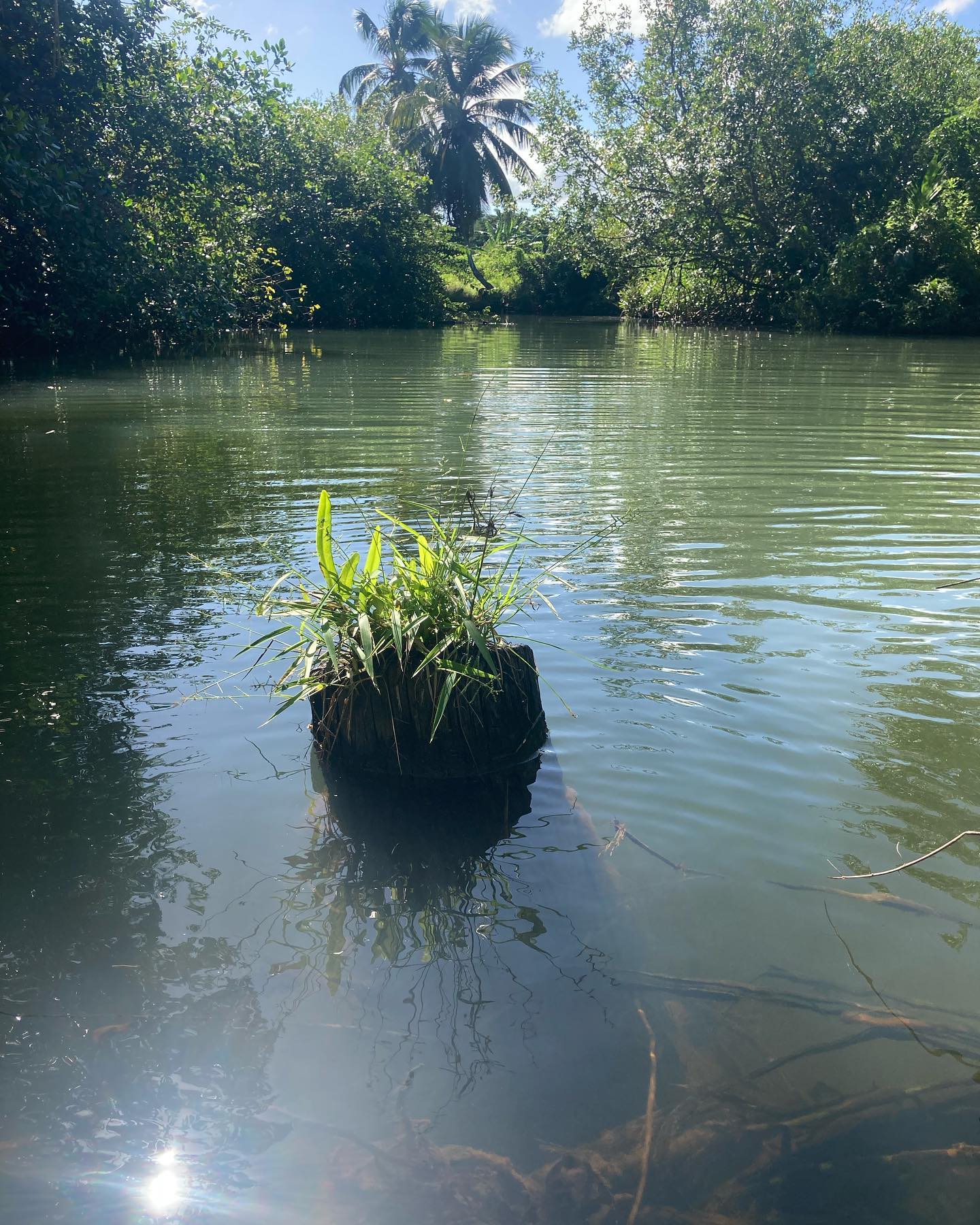 Un ancien poteau EDF sert de pot #rivieresdeguadeloupe