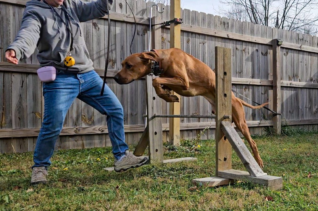 Training isn’t just about rules and routines—it’s also about building trust with your pup! Teaching new tricks or exercises is a great way to keep your dog engaged and challenged while strengthening your bond. Who says learning can’t be a fun!?
