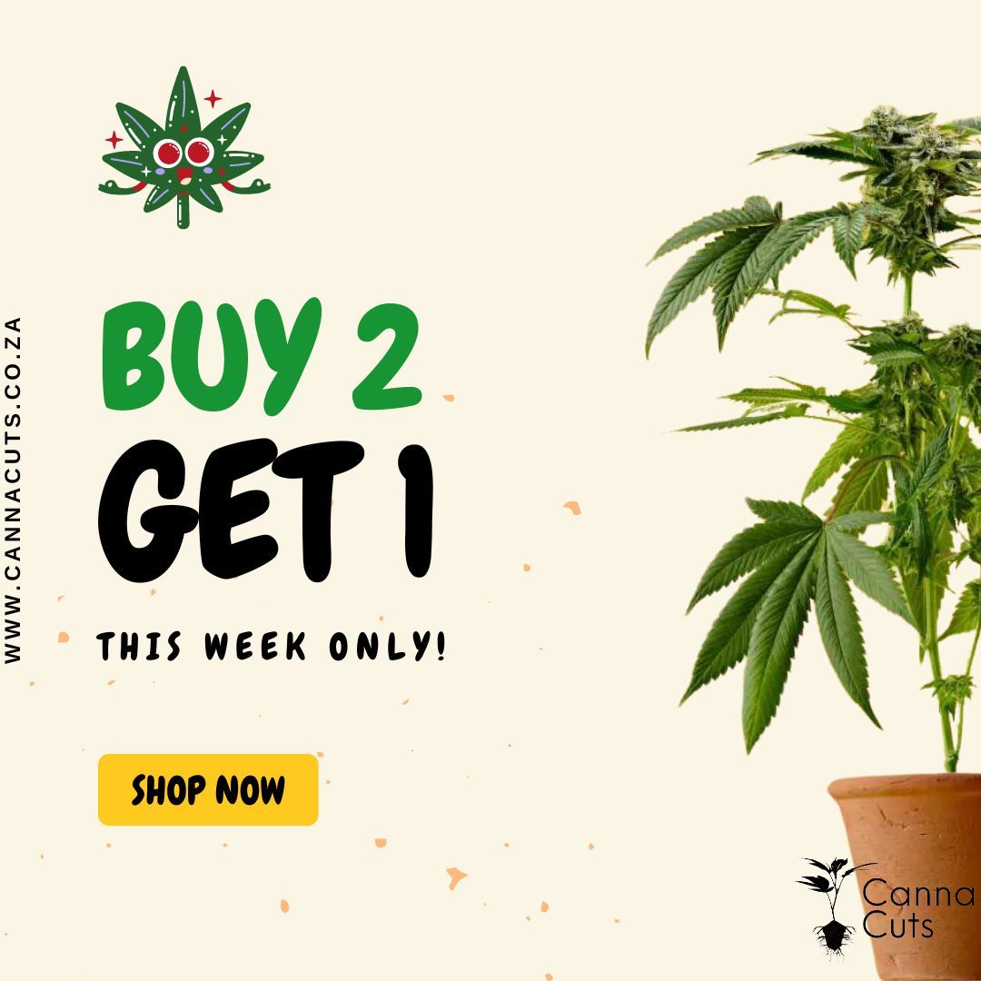 BUY 2 GET 1 FREE!
Head over to www.cannacuts.co.za and place your order to score. Promotion ends on the 30th of June.
#free #cannacuts #homegrower #growyourown