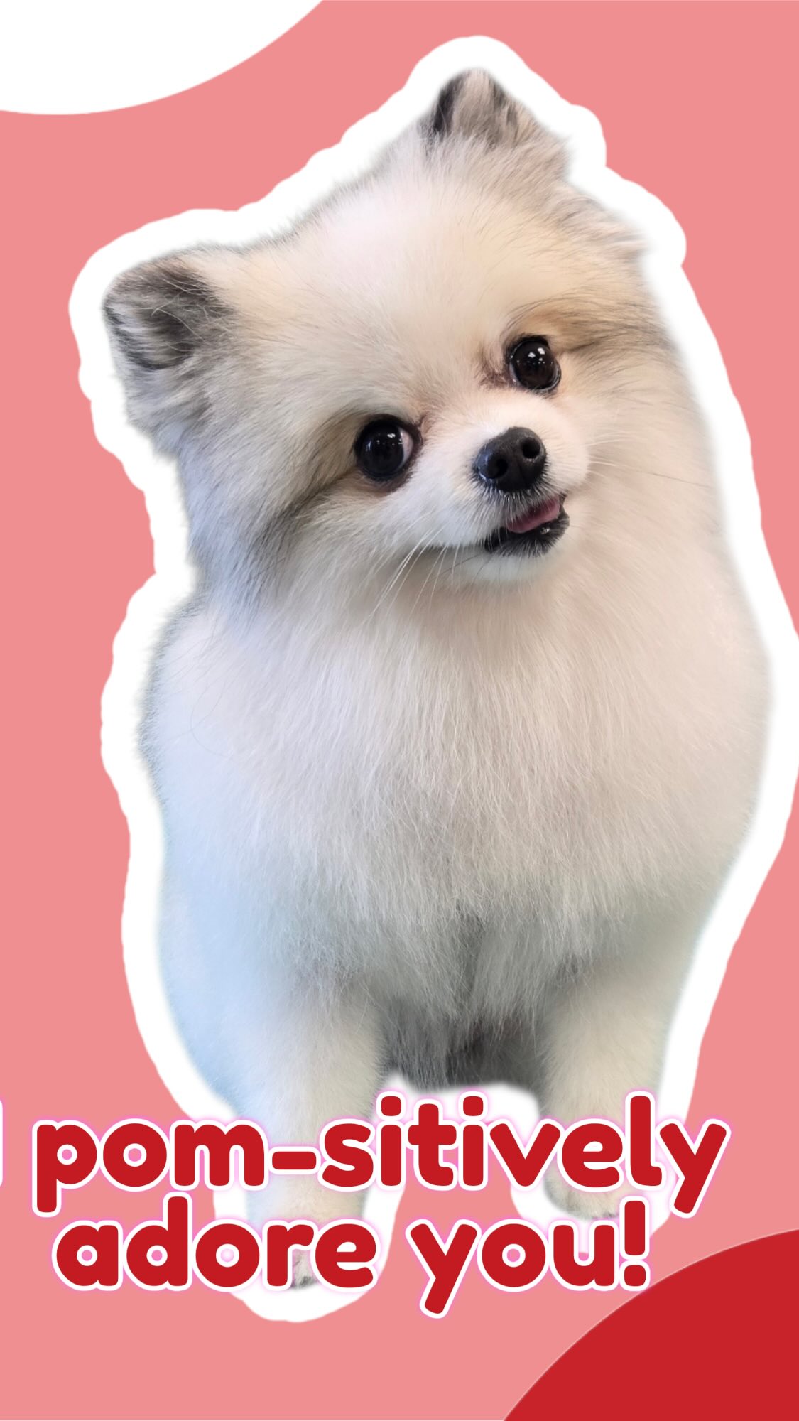 Our Valentines are fluffy, pampered, and full of love. Treat your pup to a spa day this February at Barkers! 💕✂️
#barkerspetmotel #doggrooming #valentinesdog