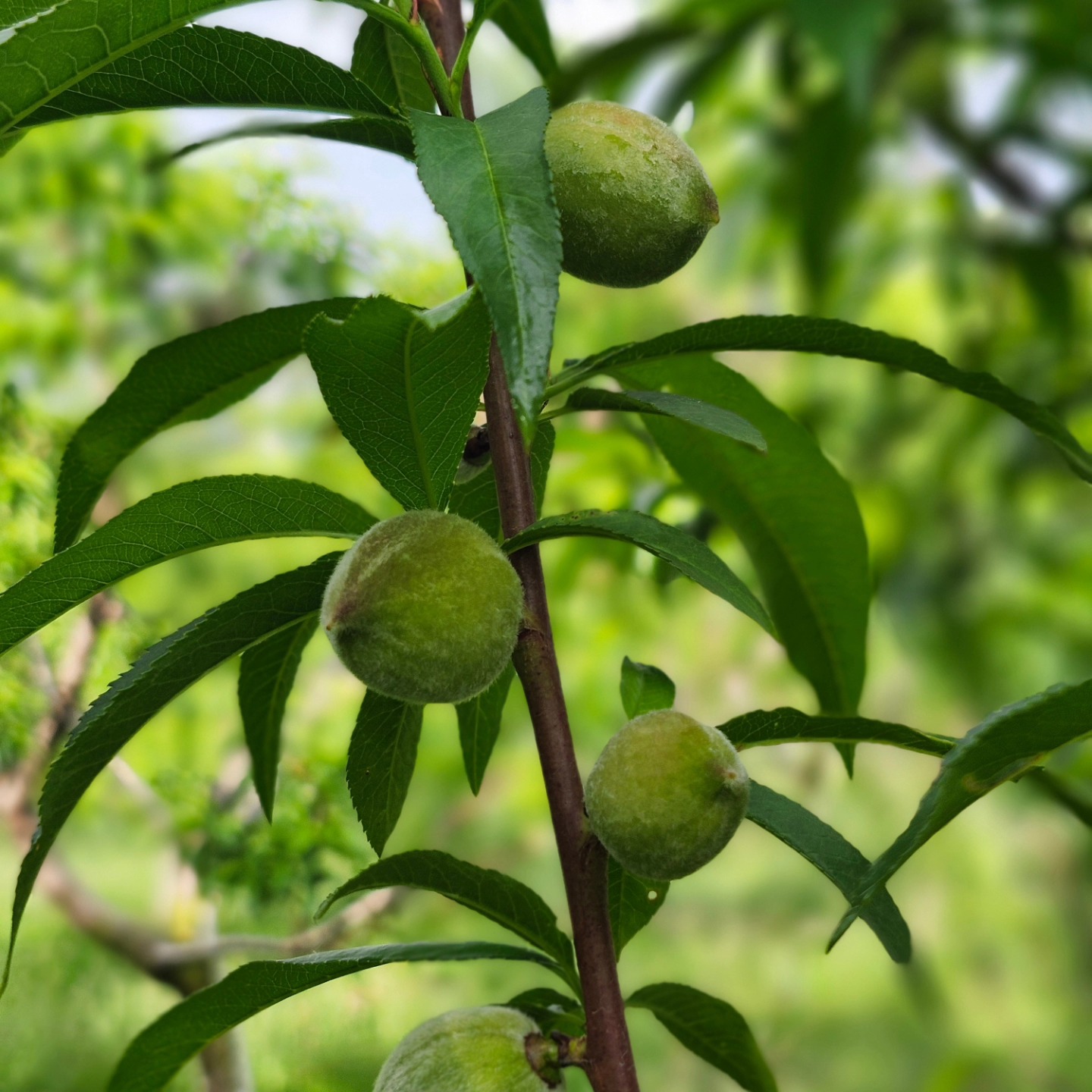The peaches are growing and looking good! We are now thinning so we will have bigger peaches.
