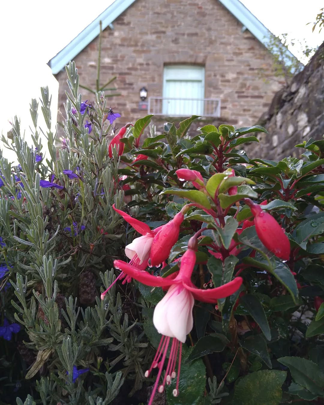 #thegranary tyncellarcommunityhall #selfcateringcottage #selfcatering #holiday #cottages #margam #porthcawl #bedandbreakfast #inittogether #barnconversion #tyncellarfarm #thebarnbedandbreakfast #inittogetherfestival #farm #farmlife #visitwales #walesadventure #wales❤️#nature #october #wales #flowersofinstagram #fuchsia