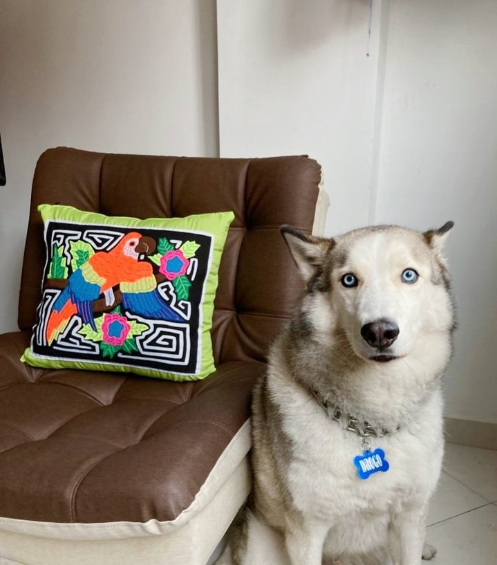Drogo🐶❤ is asking me if people would like to have more of this pillows for autumn 🍂 so the homes are more cozy and colorful for the cold time🥶 that is coming ❄️☃️
.
.
#achiote #bloomwithcolors