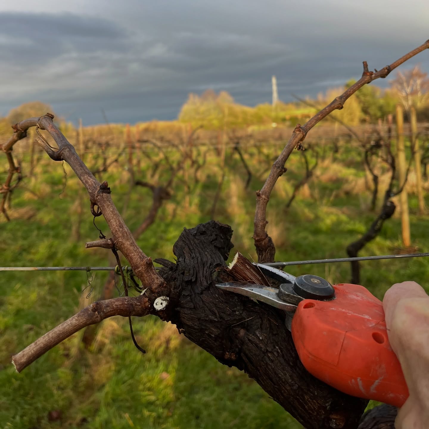 A sunny end to a very wet Sunday ☀️
Just enough light for a quick spot of pruning in our high-trained Kernling vines.
Planted 40 years ago this year — and still going strong. These vines have never had fertiliser or under-vine cultivation, for the last 15 years no herbicide underneath and for 6 years have been pruned by the Simonit-Sirch “gentle” method. Patience, care, and regenerative methods work! 🍇 🌱