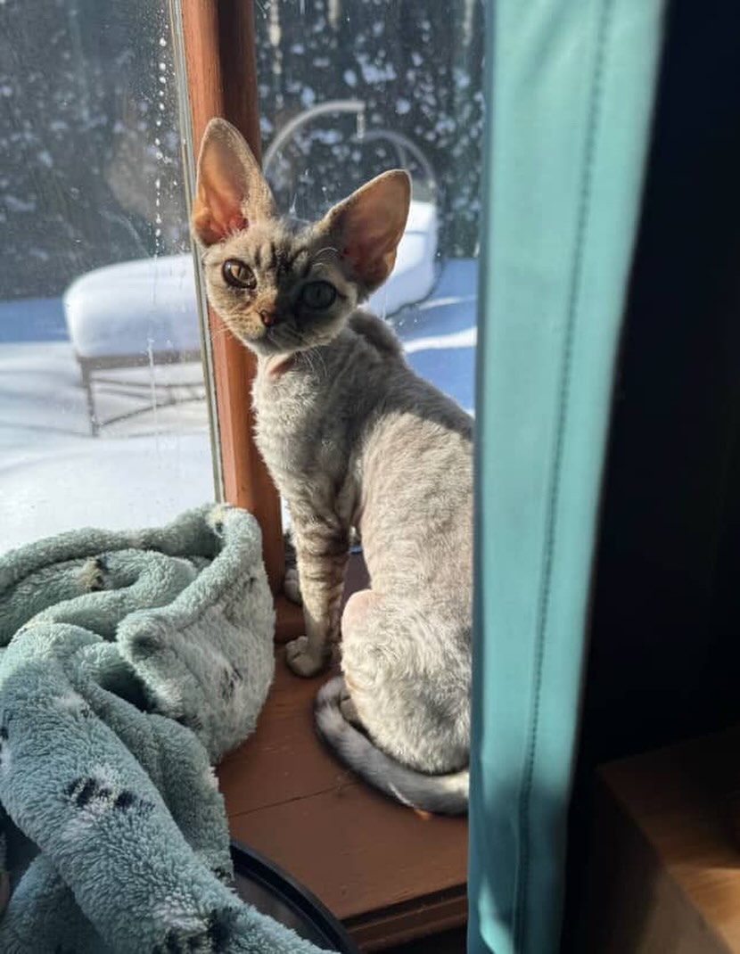 …speaking of Ruby’s babies, Carmen (now Clementine) has reportedly thoroughly enjoyed getting to know her two new Sphynx siblings. I can only imagine how warm those cuddle puddles are! I will never tire of getting updates. 🥰 #devonrex #devonrexcat #devonrexkitten #devonsofinstagram #devonrexcanada