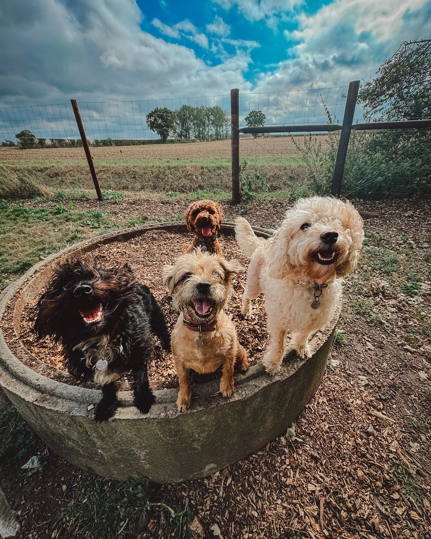 No Monday blues from this lot! 🐶.
.
.
.
.
#dog_features #dogsofinstaworld #dogs_of_instagram #dogoftheday #dogsofinstagram #dogstagram #doglover #dog #dogs #doggy #doggo #doge #doggies #doggie #cute #dogwalker #dogwalking #norwichdogwalker #dogwalkernorwich #norwich #norfolk #dogpark #borderterrier #cockapoo #jackapoo #labradoodle