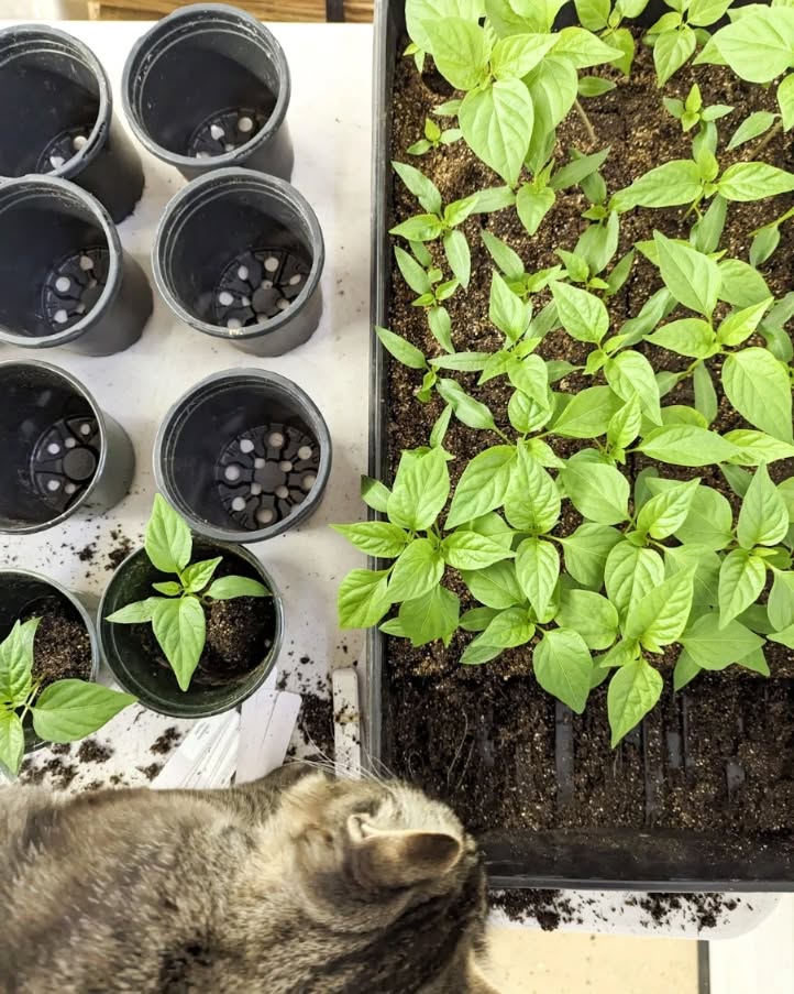 Max the cat and Emily are potting up pepper plants and so much more! We're moving then from the dining room out to the garage š
š± Are you getting your garden beds ready? Pre-order your veggie starts through our online shop and they'll be ready for you mid May!
You'll find tomatoes, peppers, tobacco, hops, herbs, cabbage, kale, and more!!
š Head over to the Shop on our website (link in bio)
#plantsale #timetogarden #cdaid #cdaidaho #coeurdalene #haydenid #rathdrumidaho #spiritlakeidaho #haydenid