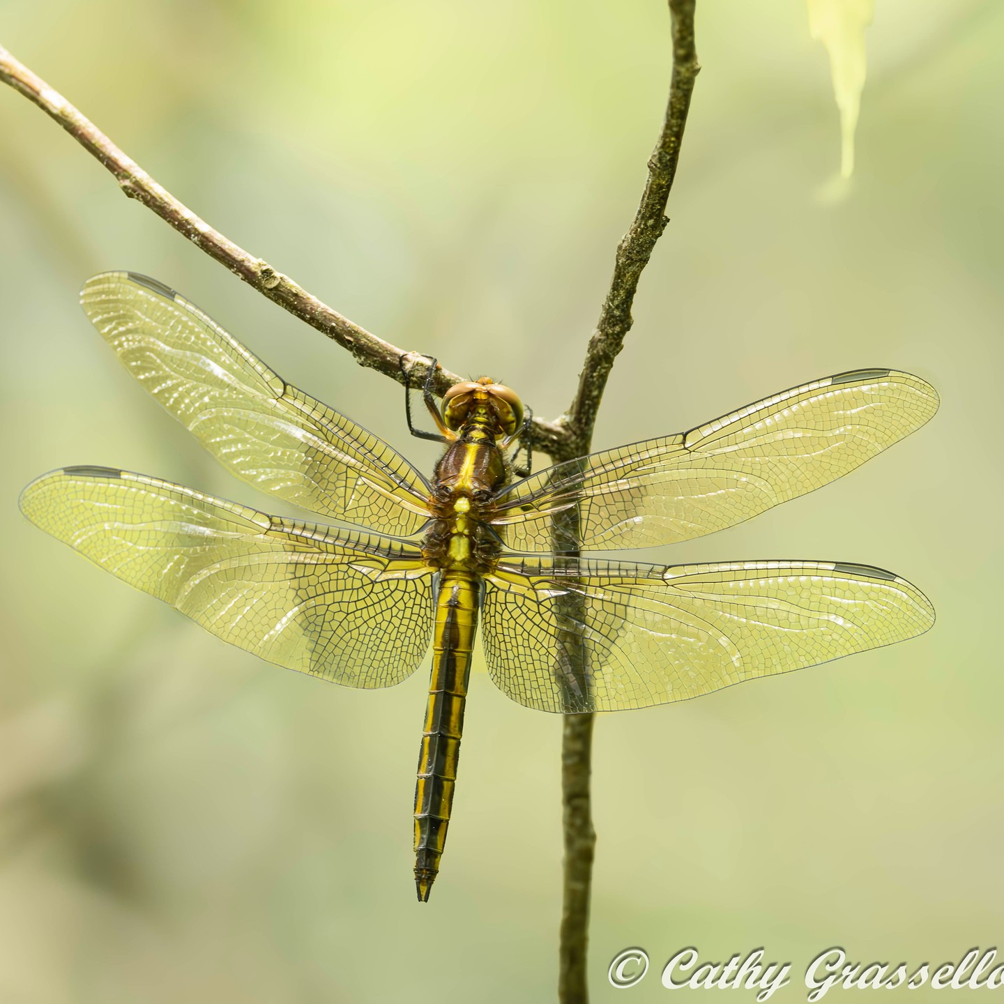 Dragonfly. It looks like it is made of chrome and lace.
#dragonfly
#dragonflyphotography
#grassellophotography