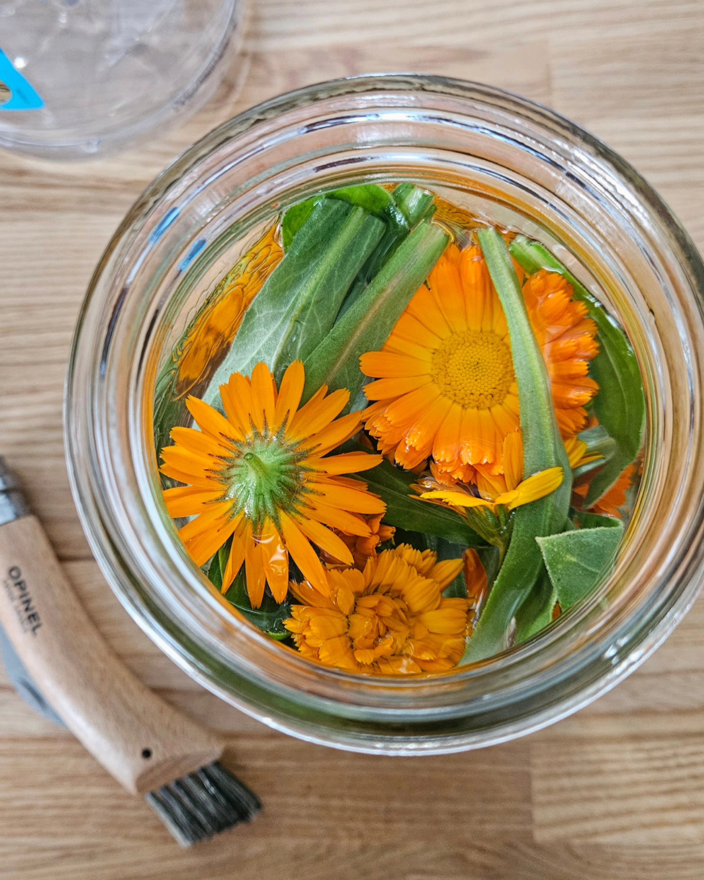 Early Autumn Days π» A late Calendula seeding means that it's in full bloom as we meander along to the equinox. We've got Calendula in the dehydrator, Calendula in jars with vodka, and Calendula in jars with oil!
Herbalist or not, one of my favourite things about growing Calendula is that is always continues to bloom late into September which means I'm still graced with it's beauty when many of my other plants are beginning to die back.
Calendula Salve has been one of my best sellers, a gorgeous remedy for skin health in general: moisturizing, strengthening the skin, and a gentle support for rashes, eczema, etc.
Calendula Tincture, a great internal support to have on hand for digestive repair, skin conditions, and lymphatics/immunity. It's a powerhouse in my opinion and I wish more people knew about it for internal use!
#Calendula #herbalism