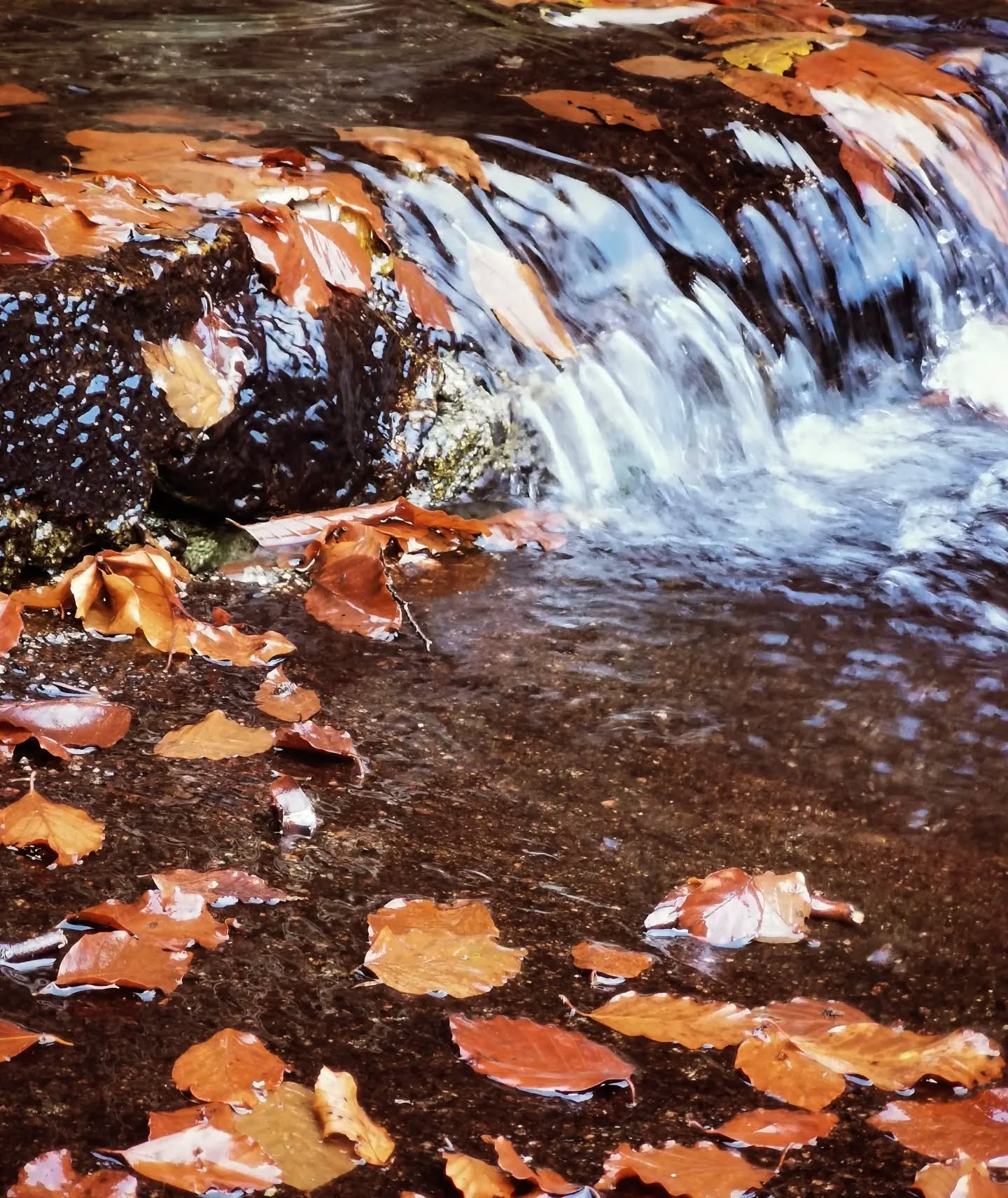 Balade dans les bois, couleurs d'automne et sources claires 🍂🍁🍂
#naturelove #beautyofnature #simplelife #montagneardechoise #auclairdelasource #Lanarce