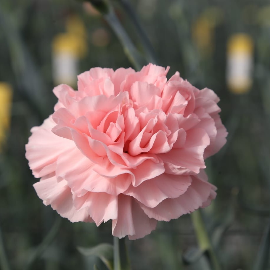 Standard varieties - TOULOUSE