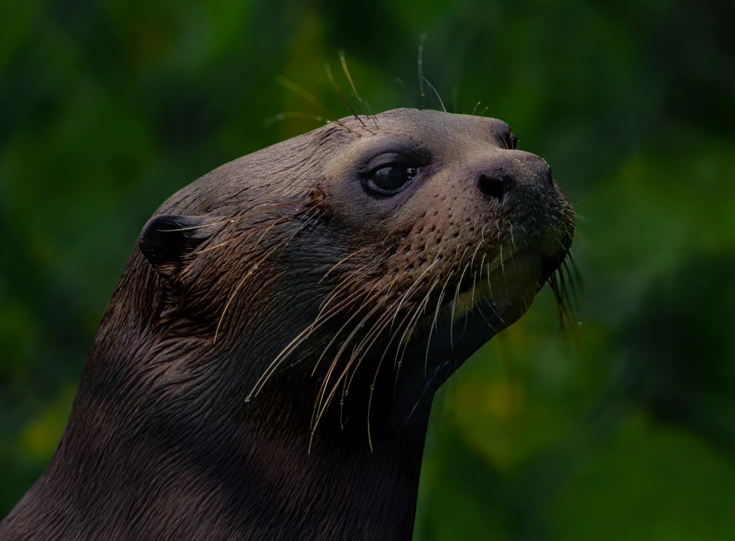 You'll probably hear Manu before you see him if you visit Chester Zoo ๐
Loved seeing this new little guy on Monday, he's extremely vocal and seems to like people watching as much as people like to watch him ๐๐ฅน
#chesterzoo #chesterzoosnaps #wildlifephotographer #wildlifephotography #naturephotographer #naturephotography #zoophotography