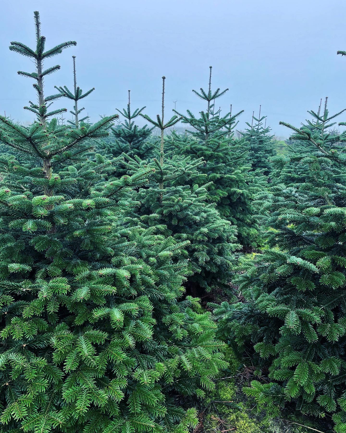 Only 4 sleeps until we reopen at 10.30am on FRIDAY 25th NOVEMBER 2022🎄🪚 Important information before you visit:
🎪 We will be operating under shelter this year, located next to our pick your own plantation - our freshly cut & pot grown tree range, luxury wreaths, Christmas tree stands & refreshments will be available to purchase here.
☔️ In case of adverse weather - we are happy to change the date and time for anyone who has booked to visit this year when rain/wind is forecast! Please get in touch 😊
🥾 Please remember to wear wellies or walking boots when visiting the plantation
🛷 NEW & improved Christmas trail for all to enjoy (dogs must be on a lead) 🐕🦺
🚗 Delivery available starting from £5
🌟 See our website for updated slot availability durhamchristmastrees.co.uk
#outdooractivities #locallysourced #freshlycut #pickyourown #PYO #durham #christmastrees #northeast #durhamchristmastrees #heughhallfarm #smallbusiness #christmasiscoming #nordmann #fir #norway #spruce