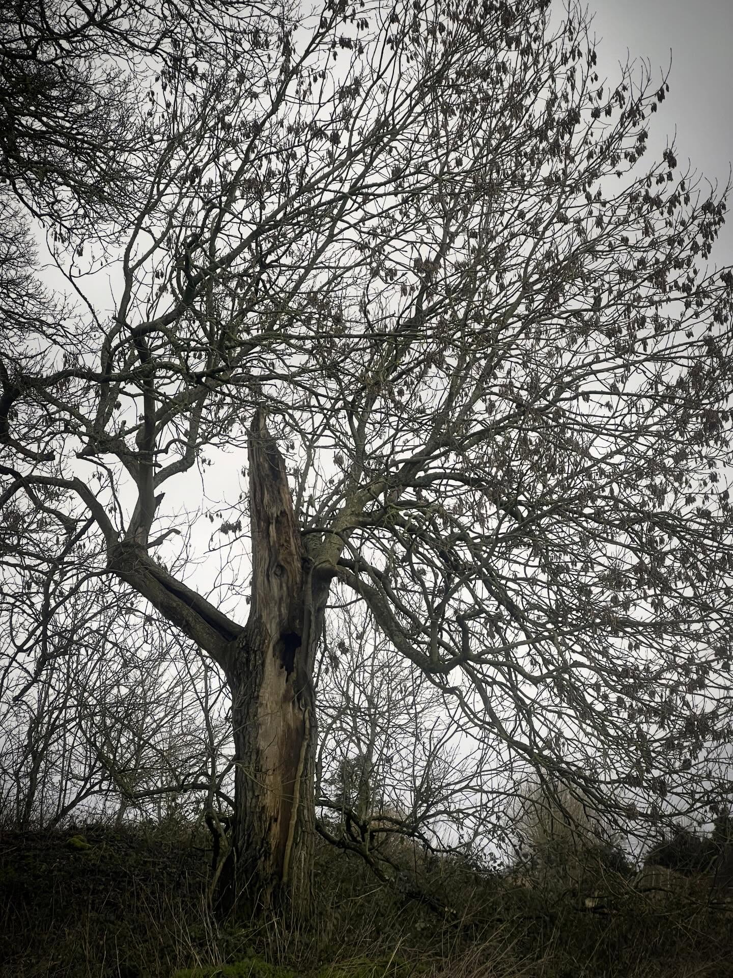 #beautiful #veteran #ash #tree is it dangerous?