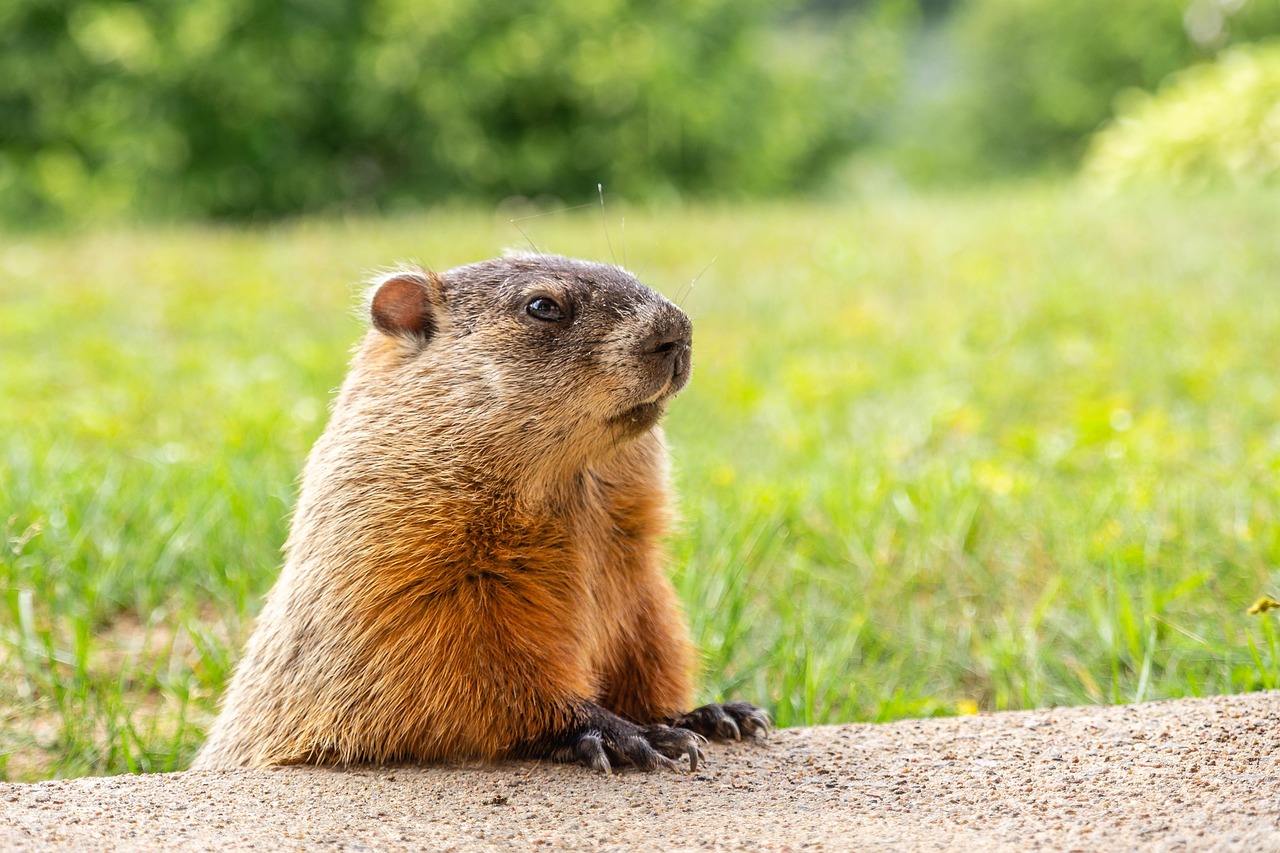 Today, all eyes are on Punxsutawney Phil.
Legend has it that if the groundhog sees his shadow, we’re in for six more weeks of winter. If not, an early spring may be on the way!
What do you think today will bring?
Learn more about this day in history here: https://bit.ly/4jlhGn2
#GroundhogDay #PunxsutawneyPhil #ellisnco #thisdayinhistory
