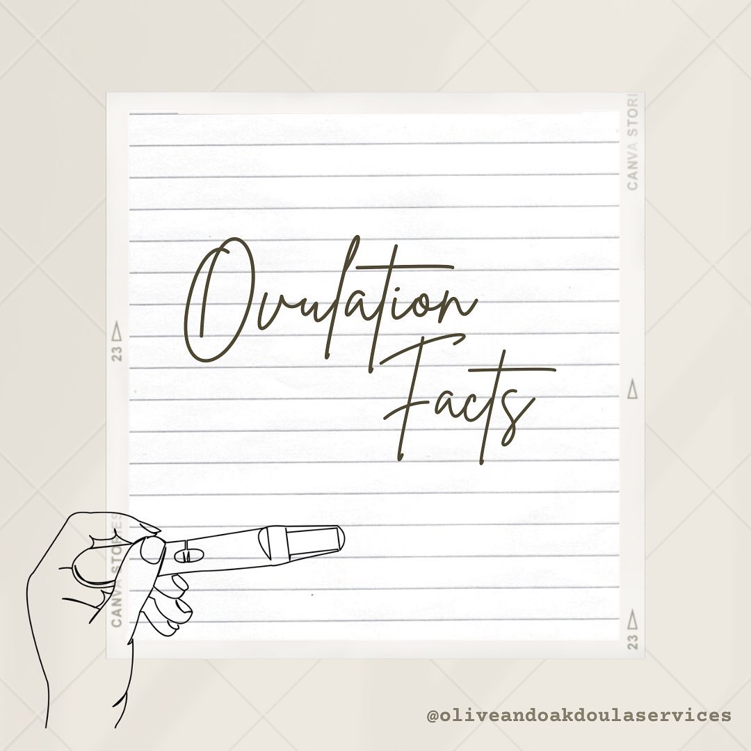 Ovulation is the event that your cycle revolves around, and it usually only becomes important to people if they want to get pregnant. But whether you’re trying to conceive, trying not to conceive or simply wanting to know more about your body - learning about your cycle, and ovulation is important!
Here are some fun facts about ovulation!!
◦ Ovulation happens once per cycle. (Although you can ovulate two, or more eggs at a time!)
◦ The egg typically lives for 12-24 hours after ovulation
◦ By 20 weeks gestation babies already have all the eggs they will ever have!
◦ Conception can only happen when an egg is available to be fertilized.
◦ With how long eggs and sperm can survive, your fertile window each cycle is about 5-7 days long.
Check out my last fertility post for more details on the process of ovulation within the cycle!