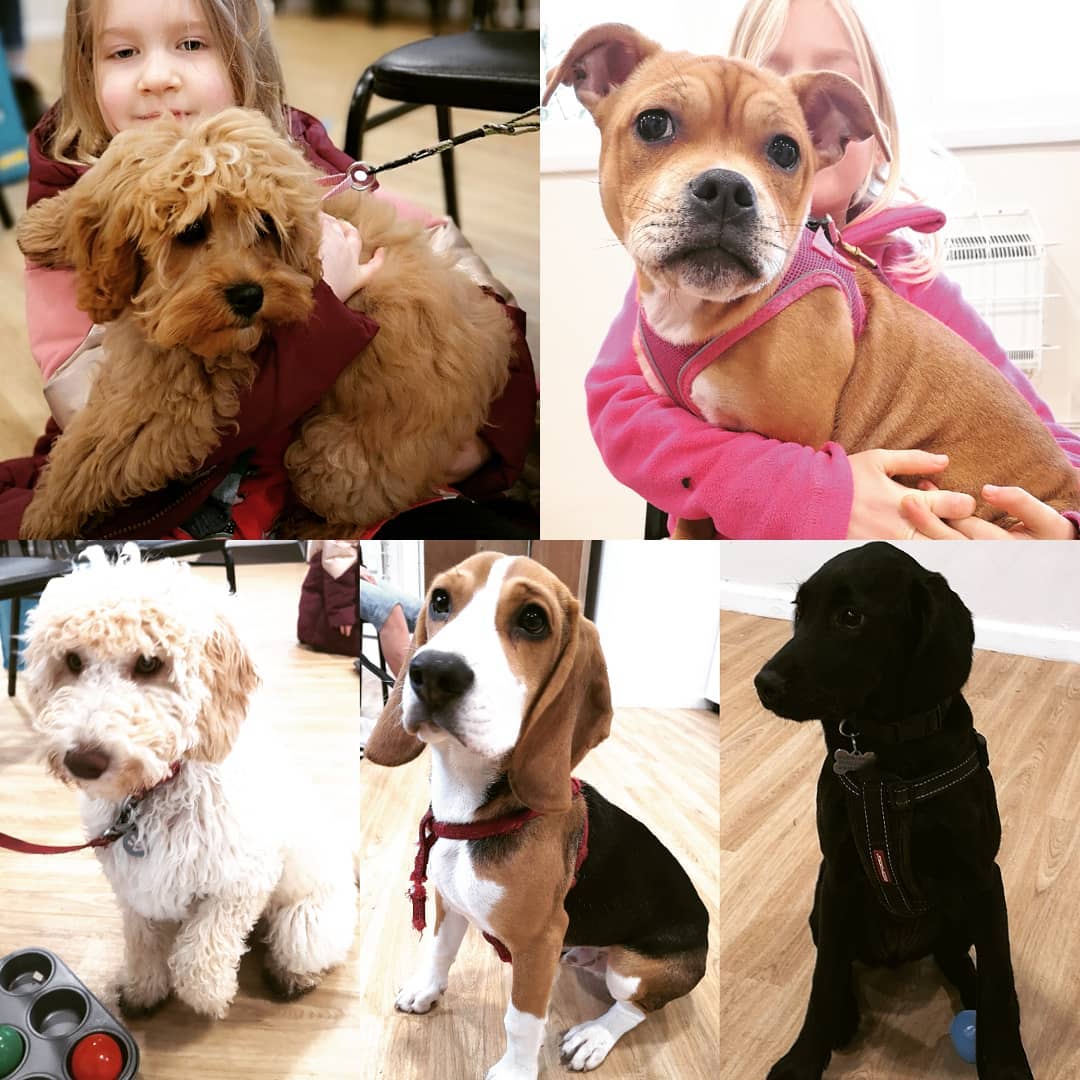 Last weeks gorgeous puppy graduates. Wonderful bunch of puppies and owners. Such a lovley part of my week 😍
#brighton #Hove #brightonandhove
#puppies #puppytraining #sussex #brightonpuppy #brightonandhovepuppies #puppyschool #puppyclasses #labradoodle #beagle #springador #staffie #cavapoo