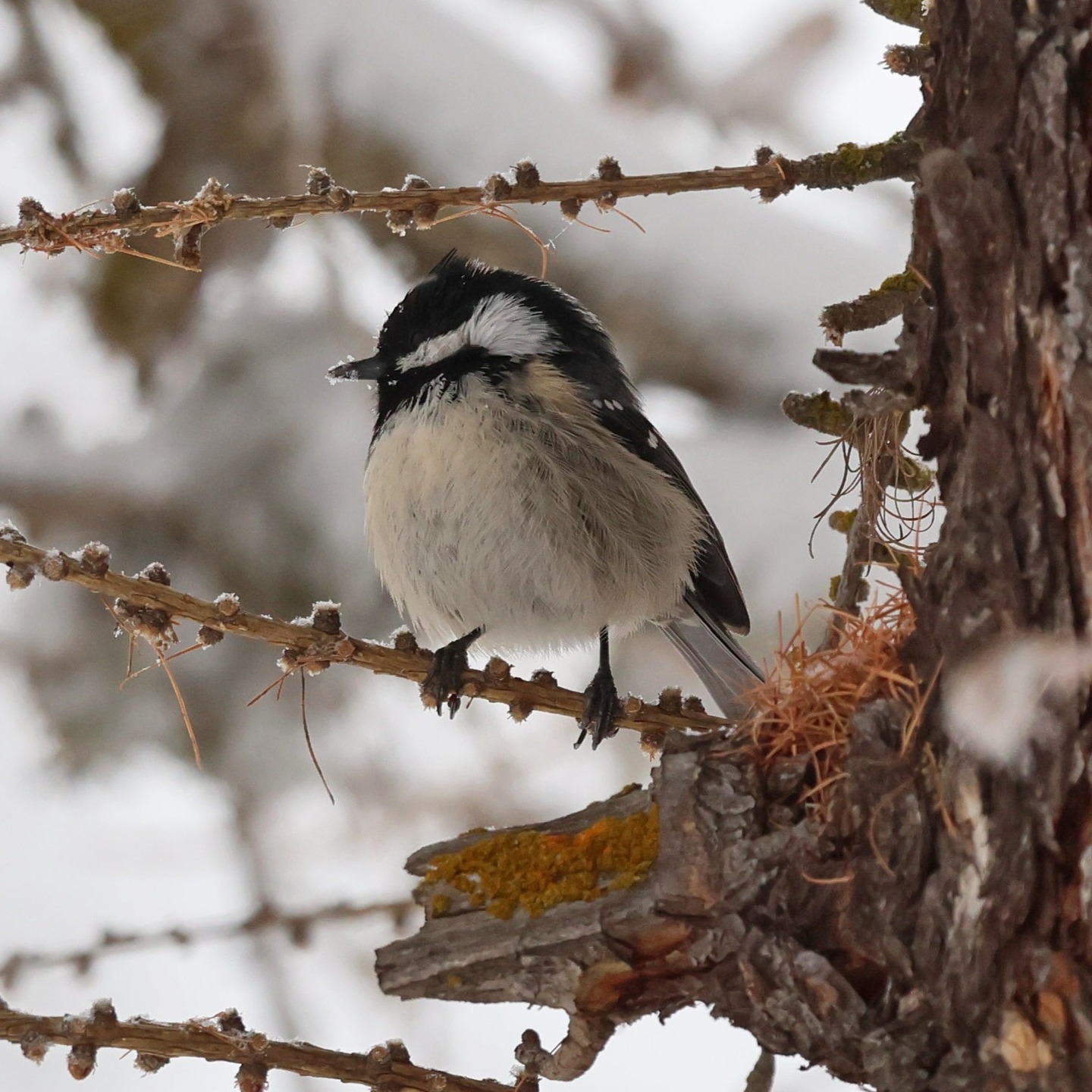 A coal tit.
#islandwildlife #kefaloniawildlife #kefaloniabirding #guidedwildlifewalks #coaltit